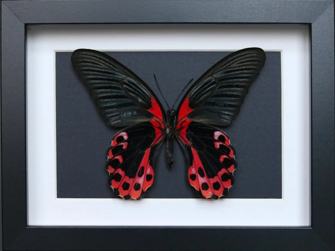 Butterfly Taxidermy full body mount - Papilio rumanzovia...