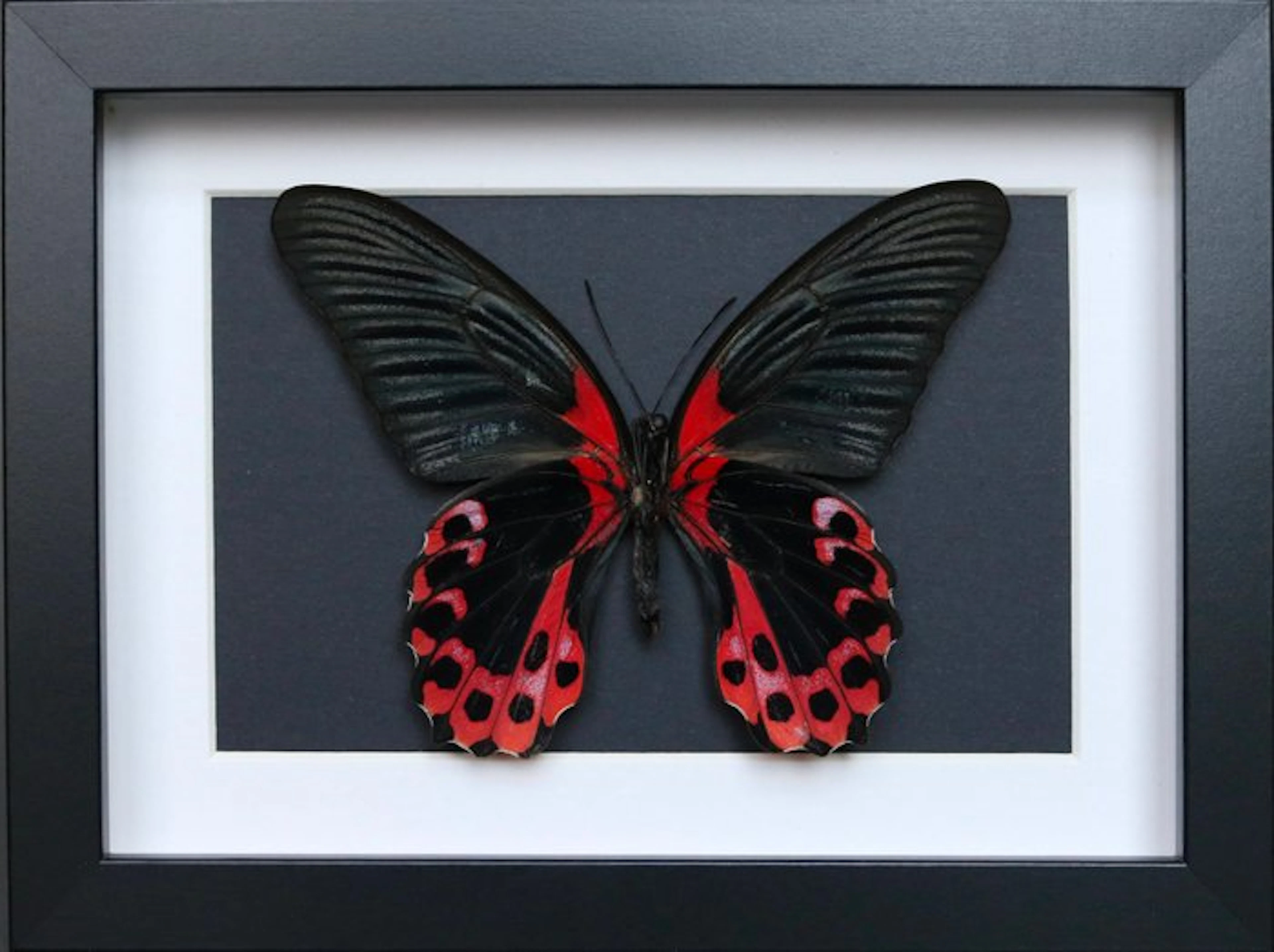 Butterfly Taxidermy full body mount - Papilio rumanzovia...