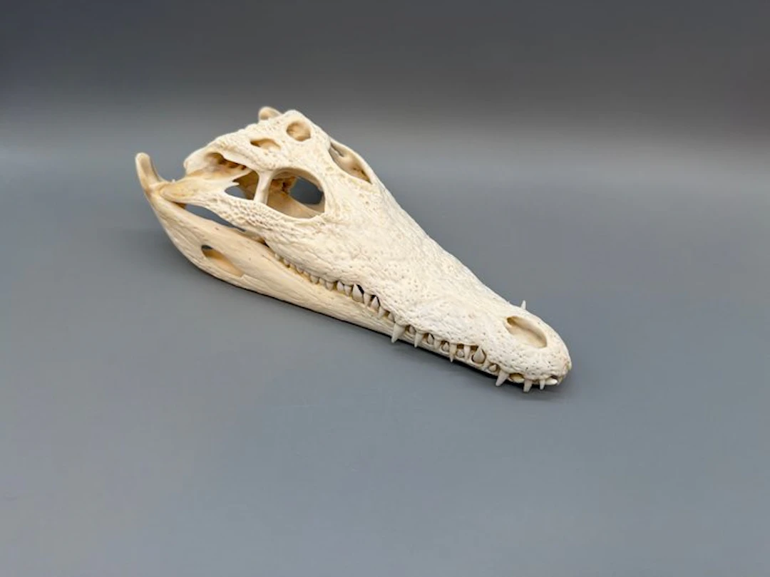 Nile Crocodile Skull - Crocodylus niloticus - 7 cm - 11...