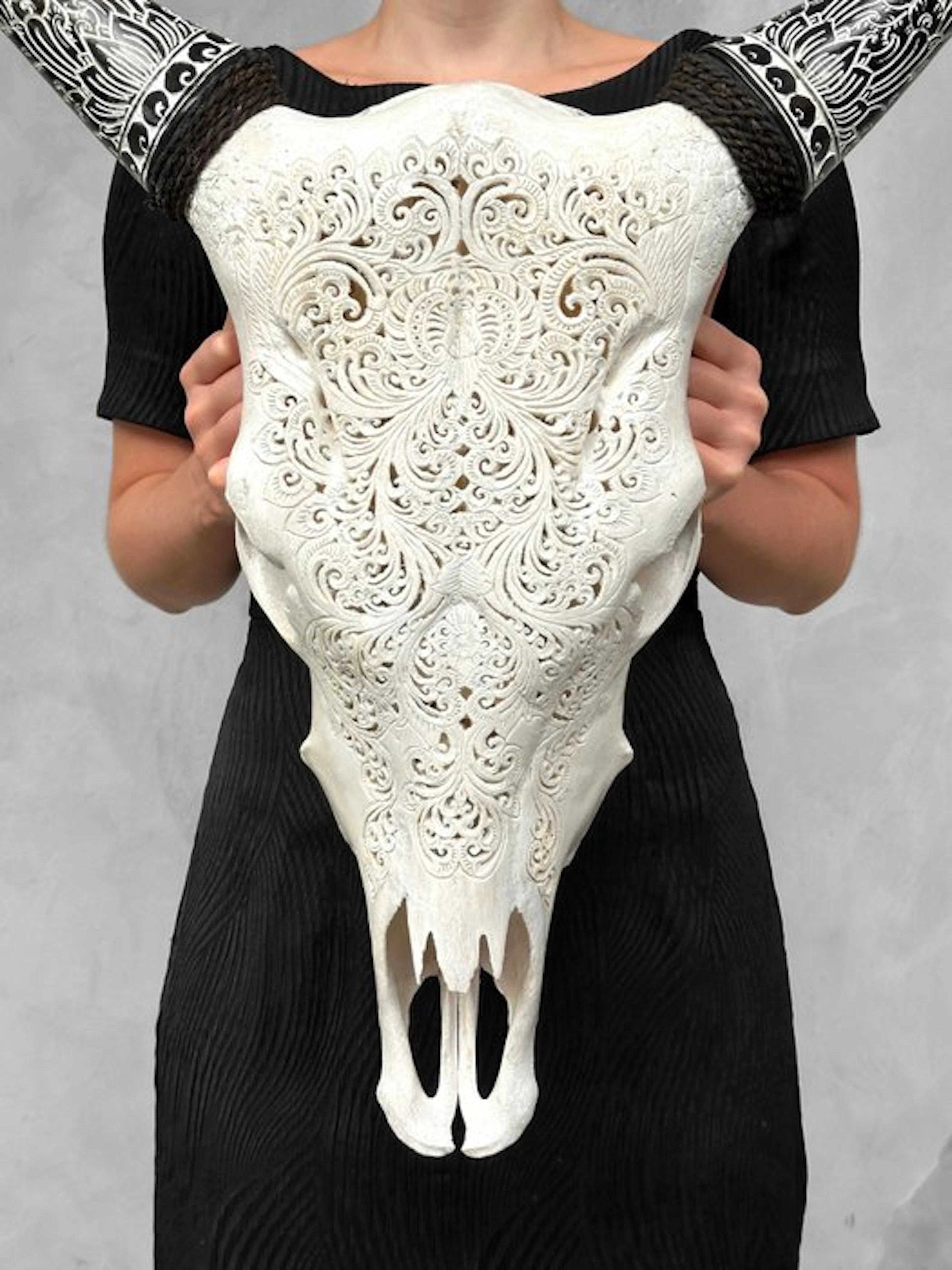 NO RESERVE PRICE - Authentic White Cow Skull with...