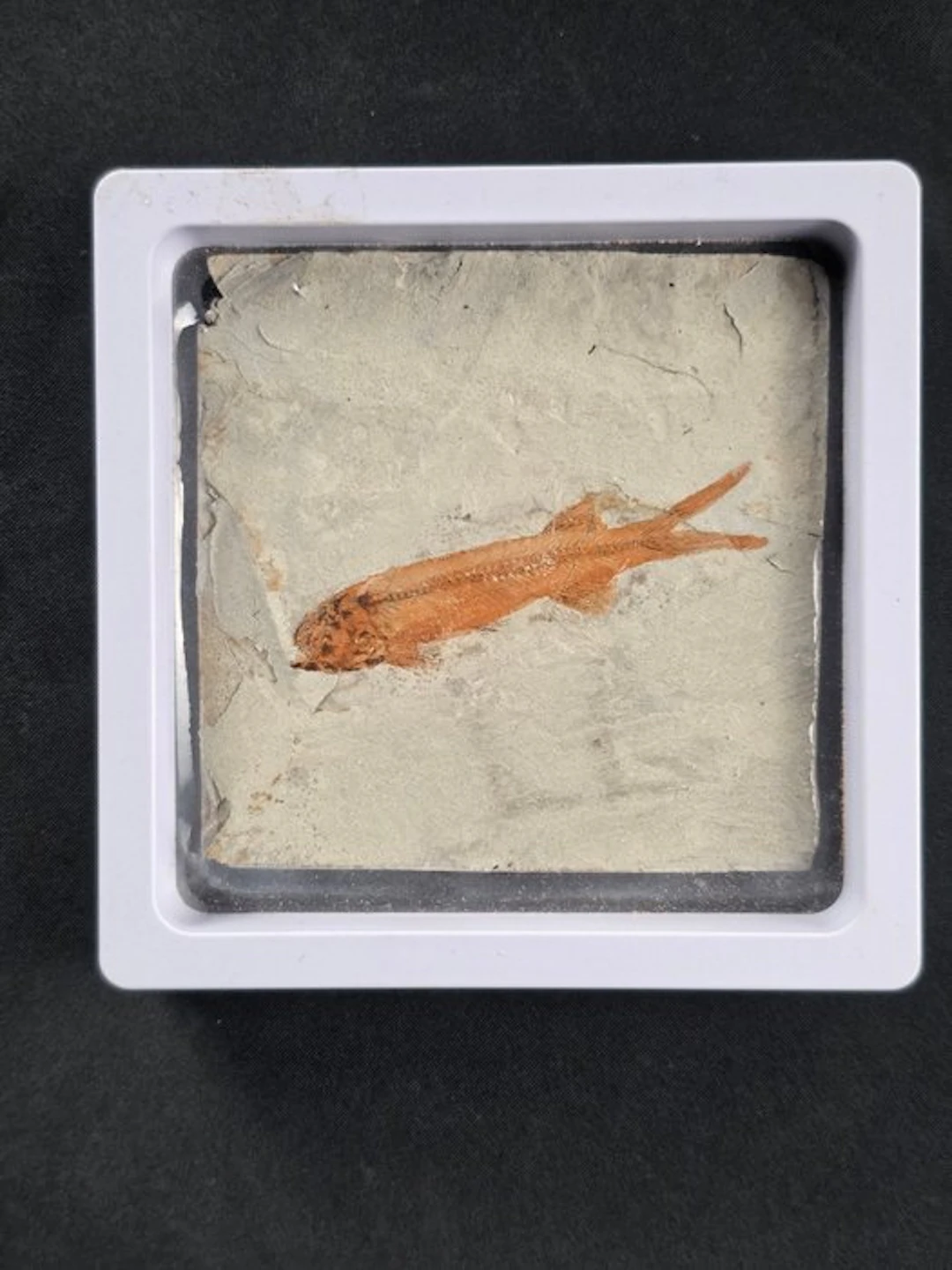 Fish - Fossilised animal - Lycoptera - 11 cm (No reserve price)