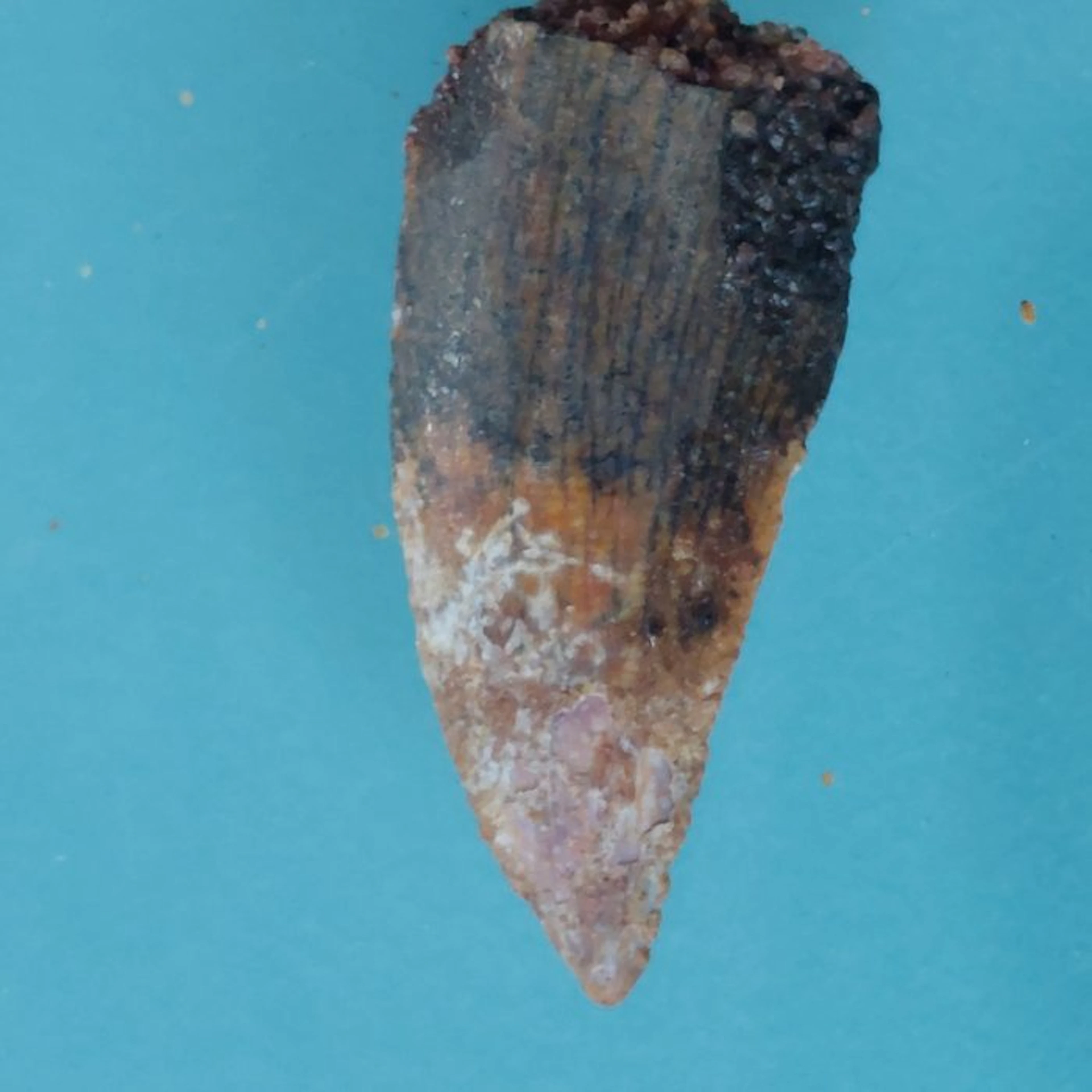 Dinosaur - Fossil tooth - Abelisaurus - 24 mm - 9 mm (No reserve price)