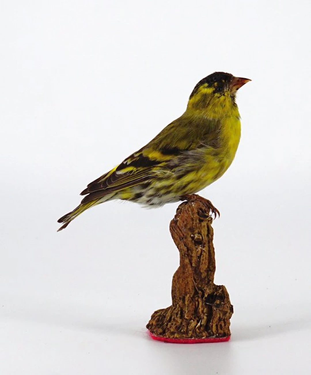Lucherino Taxidermy full body mount - Spinus spinus (with...