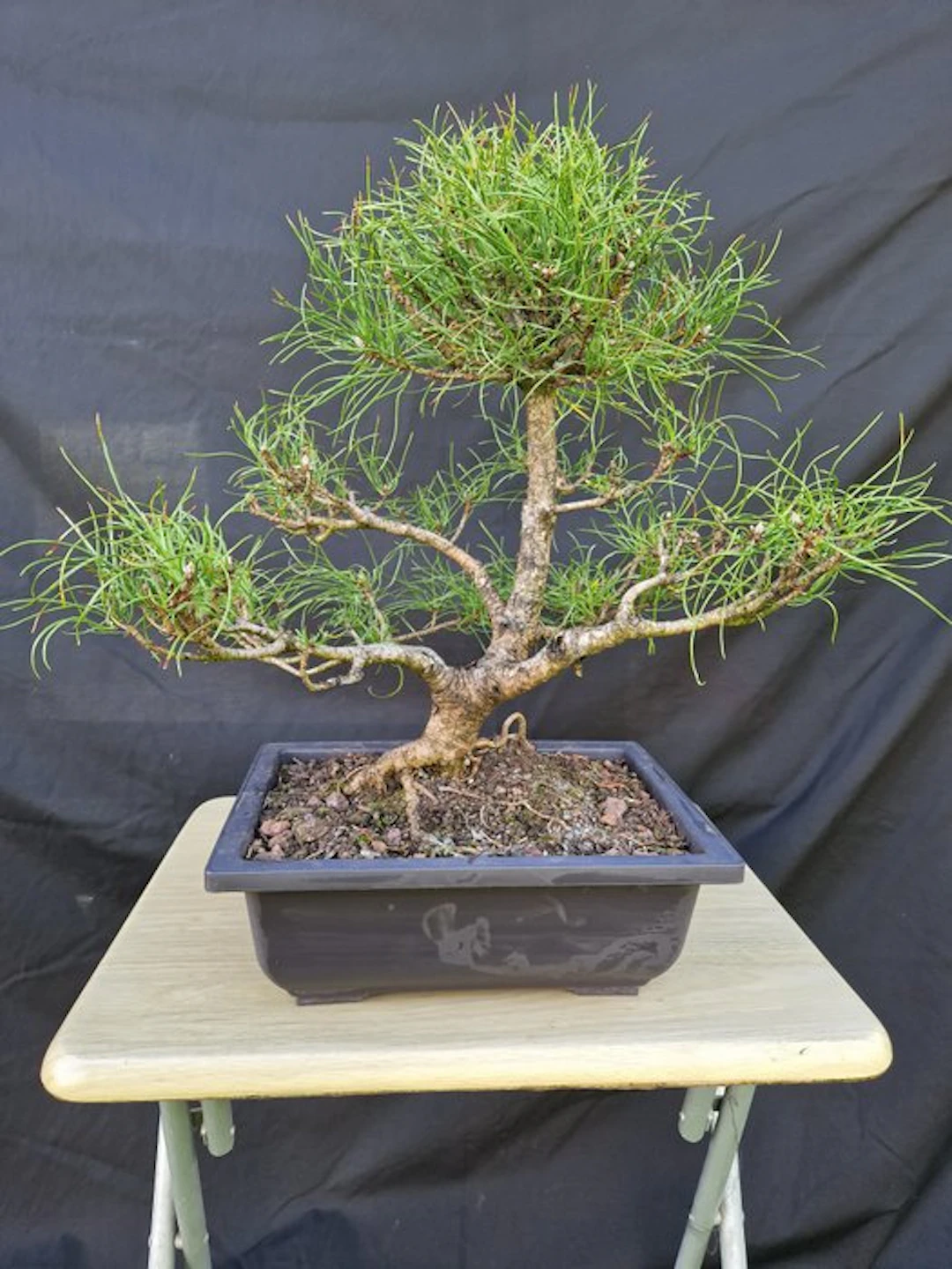Pine bonsai (Pinus) - Height (Tree): 43 cm - Depth (Tree): 45 cm - France
