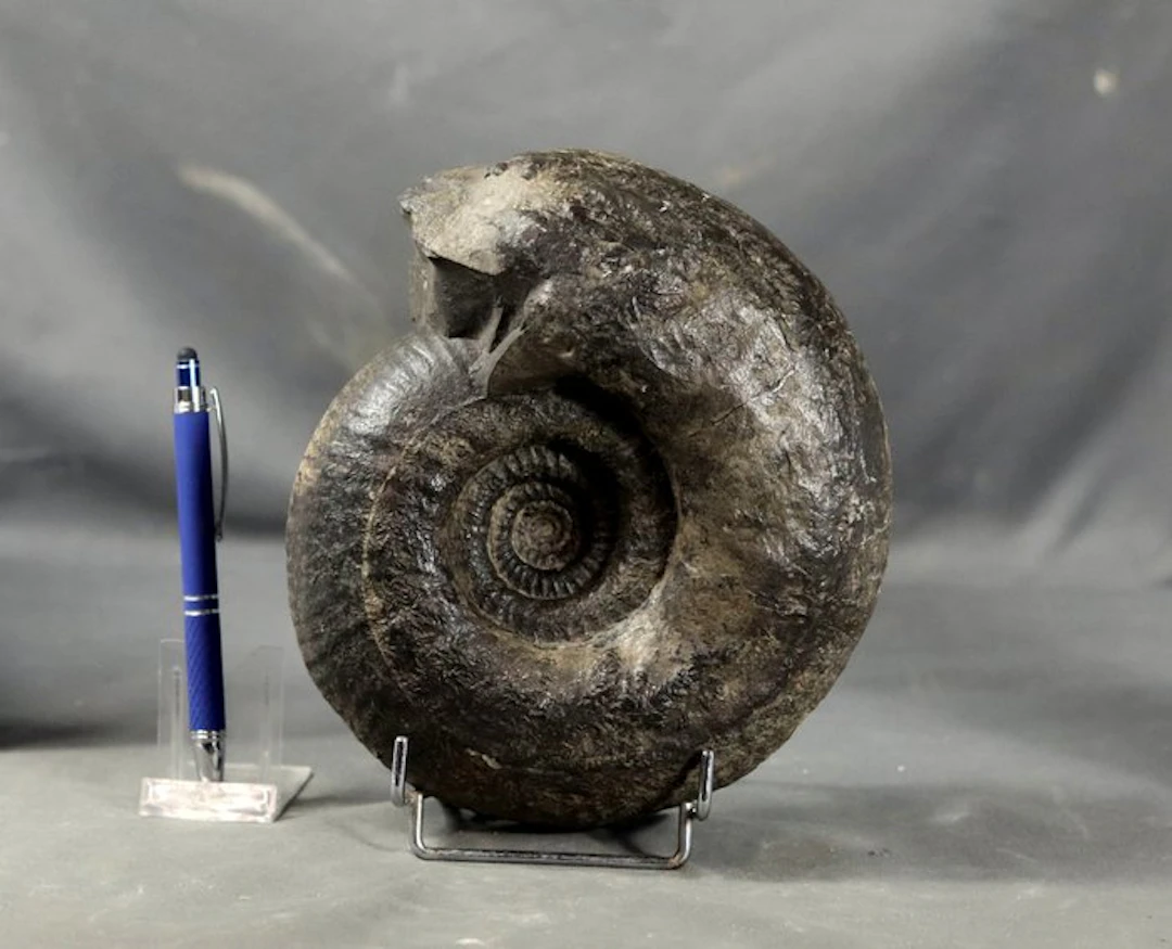 Nicely prepared Bathonian ammonite - Fossilised animal - Wagnericeras