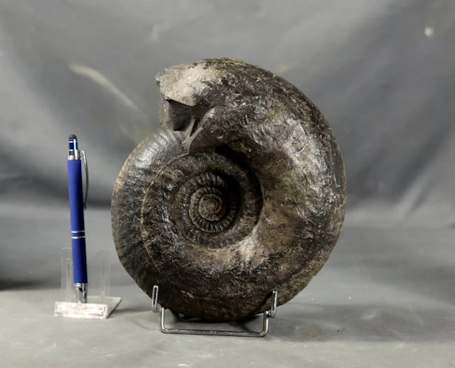 Nicely prepared Bathonian ammonite - Fossilised animal - Wagnericeras