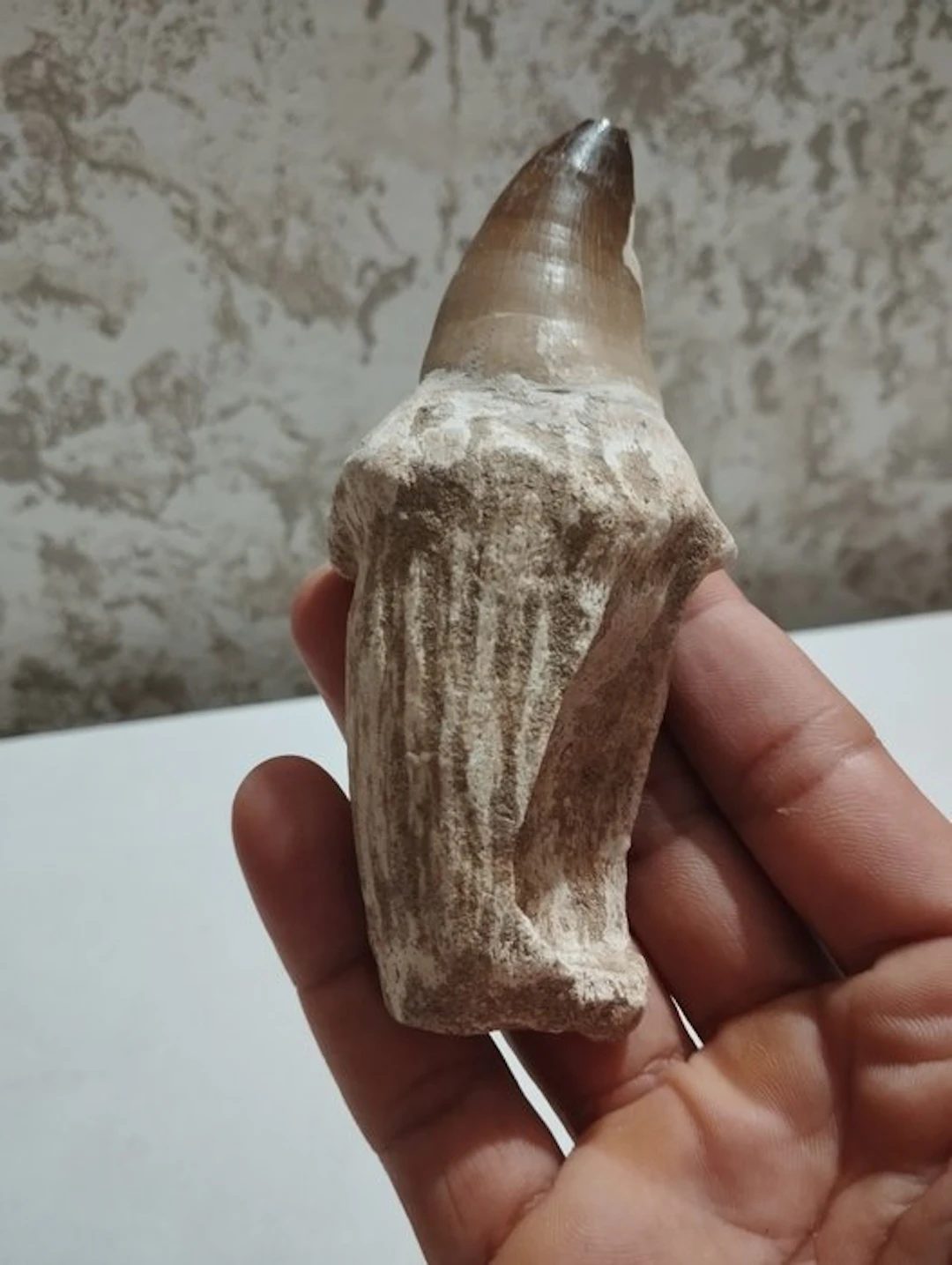 Mosasaur - Fossil teeth - Mosasaurus sp. - 12 cm - 3.5 cm (No reserve price)