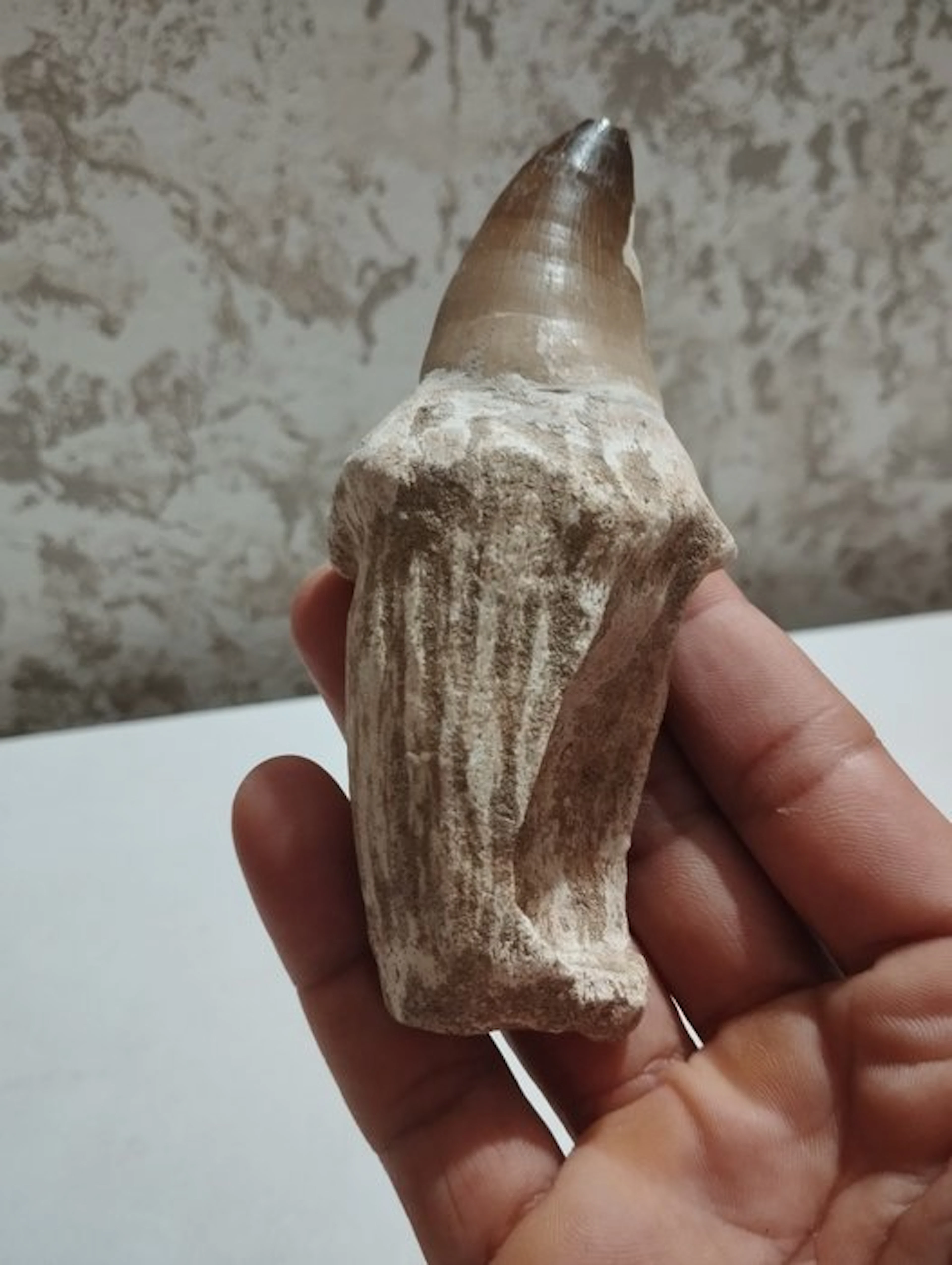 Mosasaur - Fossil teeth - Mosasaurus sp. - 12 cm - 3.5 cm (No reserve price)