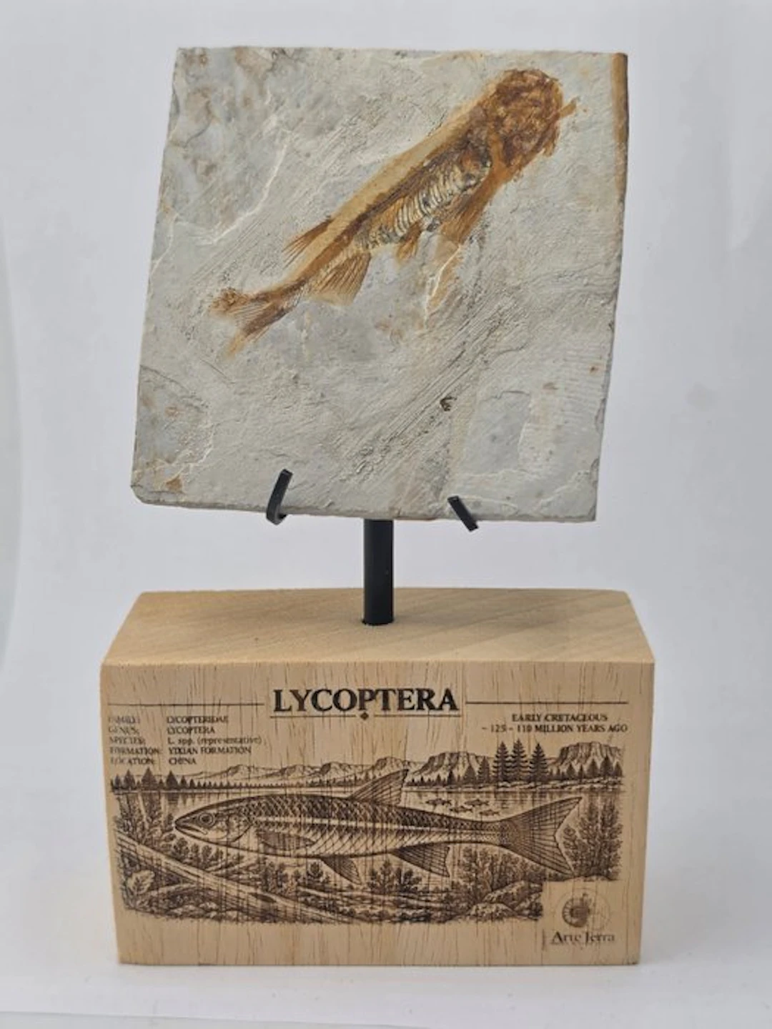 Fish - Fossilised animal - Fossil Fish Plate – Multiple Lycoptera sp