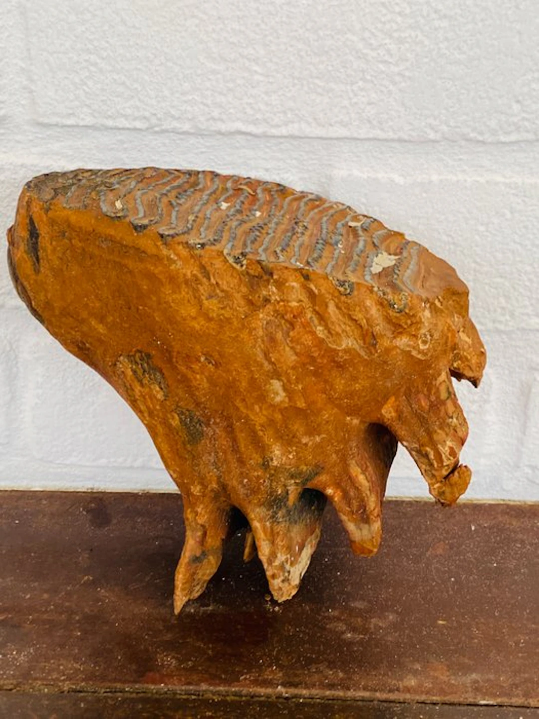 Woolly Mammoth - Fossil molar - Mammuthus primigenius - 16 cm - 16 cm
