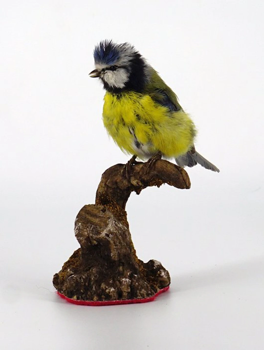 Cinciarella Taxidermy full body mount - Cyanistes...