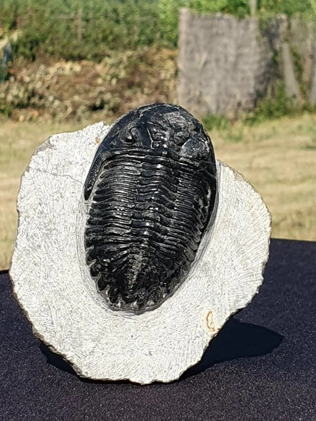 Trilobite - Fossilised animal - Metacanthina Trilobite...