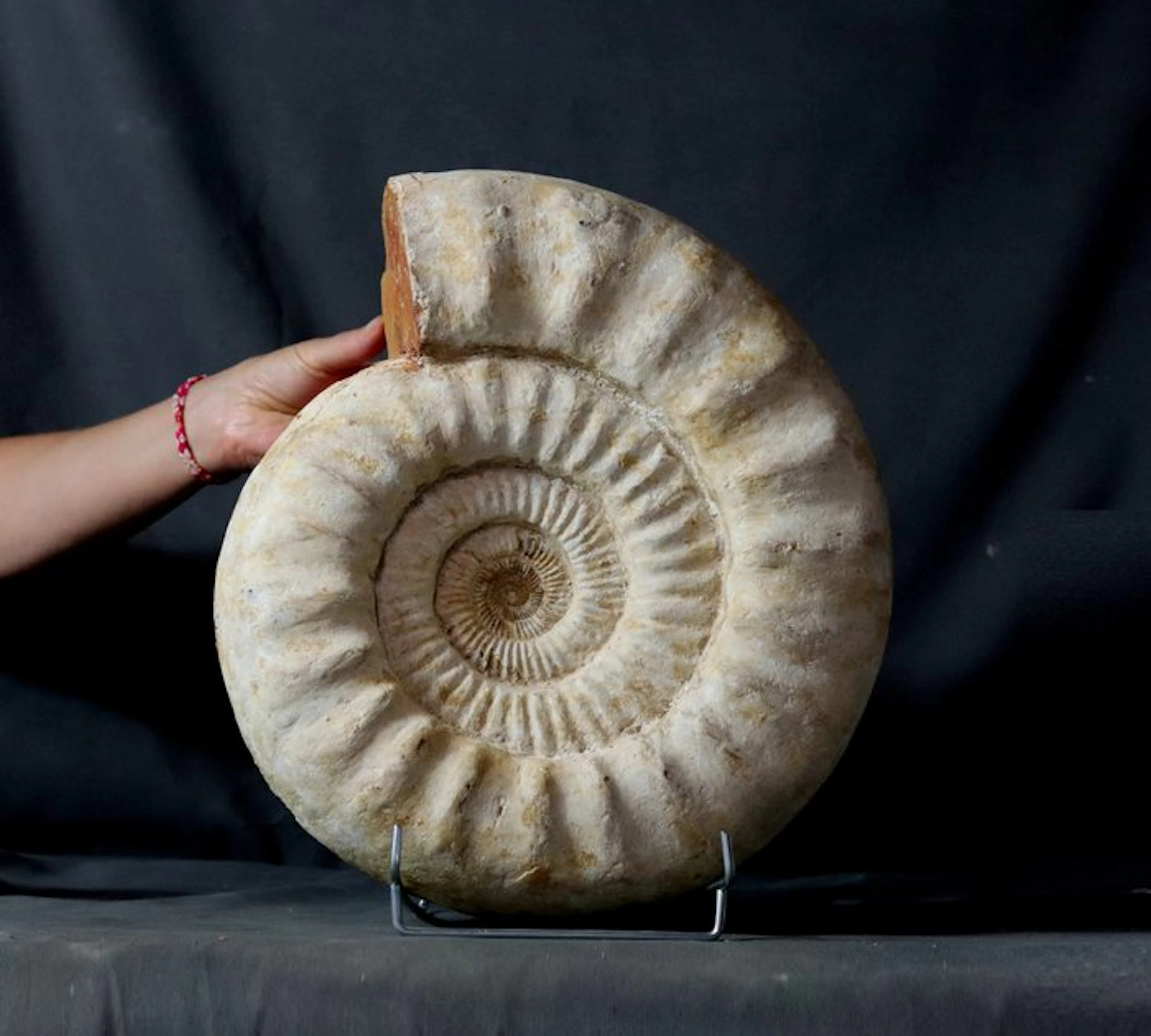 Huge decorative ammonite - Fossilised animal - Kranaosphinctes roedereri