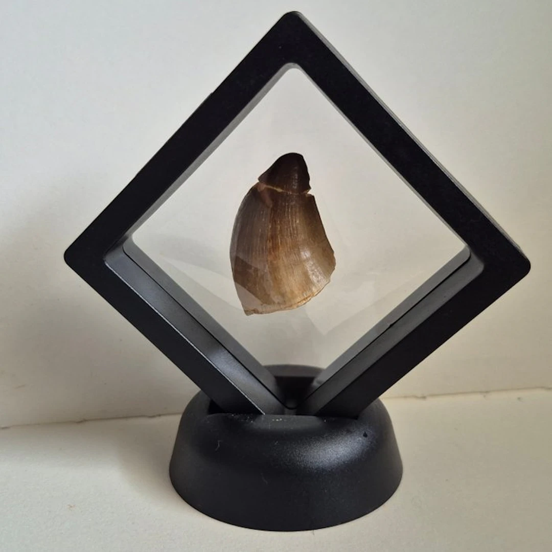 Mosasaur - Fossil tooth - 4.5 cm - 2 cm (No reserve price)