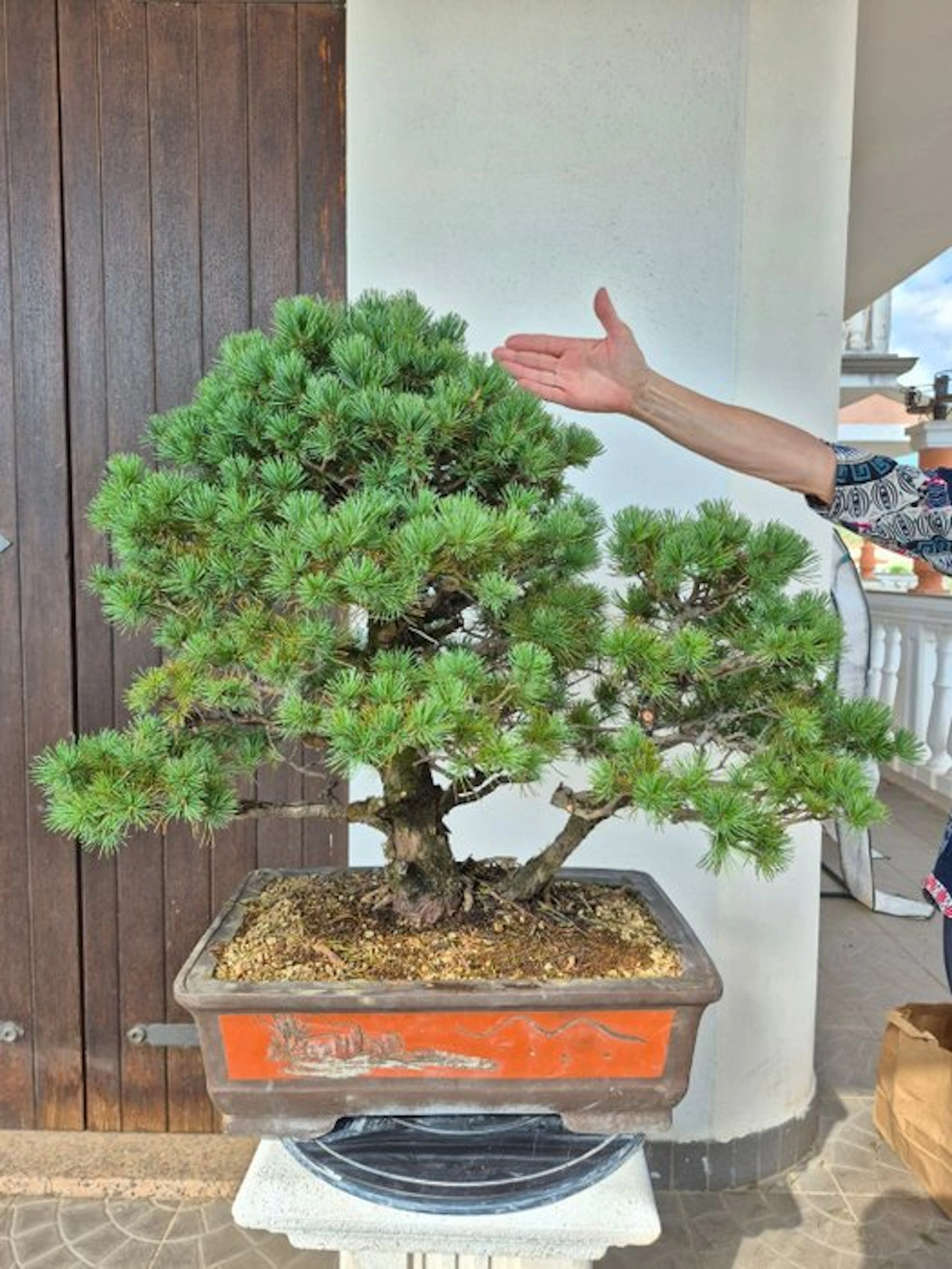 Pine bonsai (Pinus) - Height (Tree): 65 cm - Depth (Tree): 50 cm - Japan