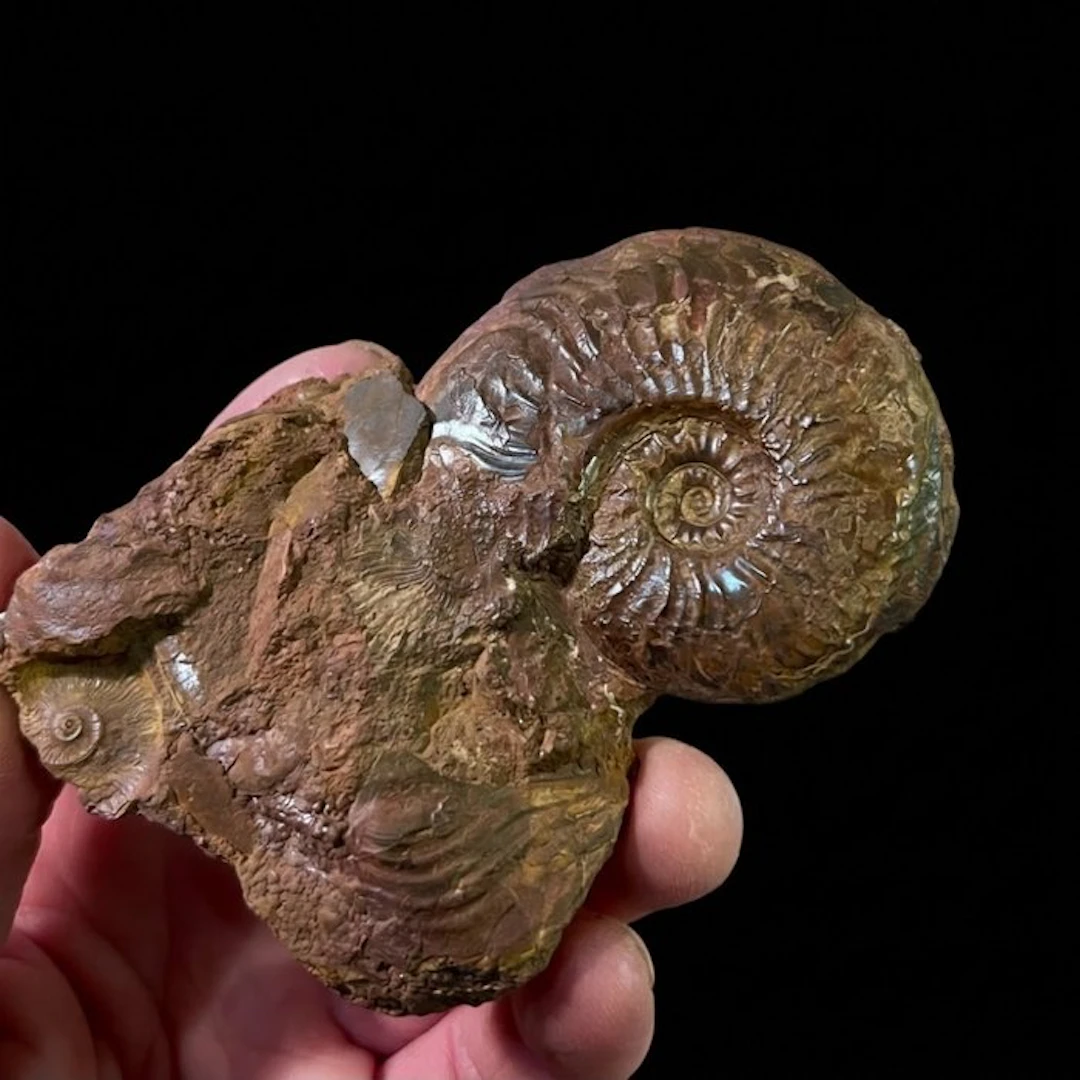 Ammonite - Fossilised shell - Pleydellia sp. - 10 cm - 7 cm (No reserve price)
