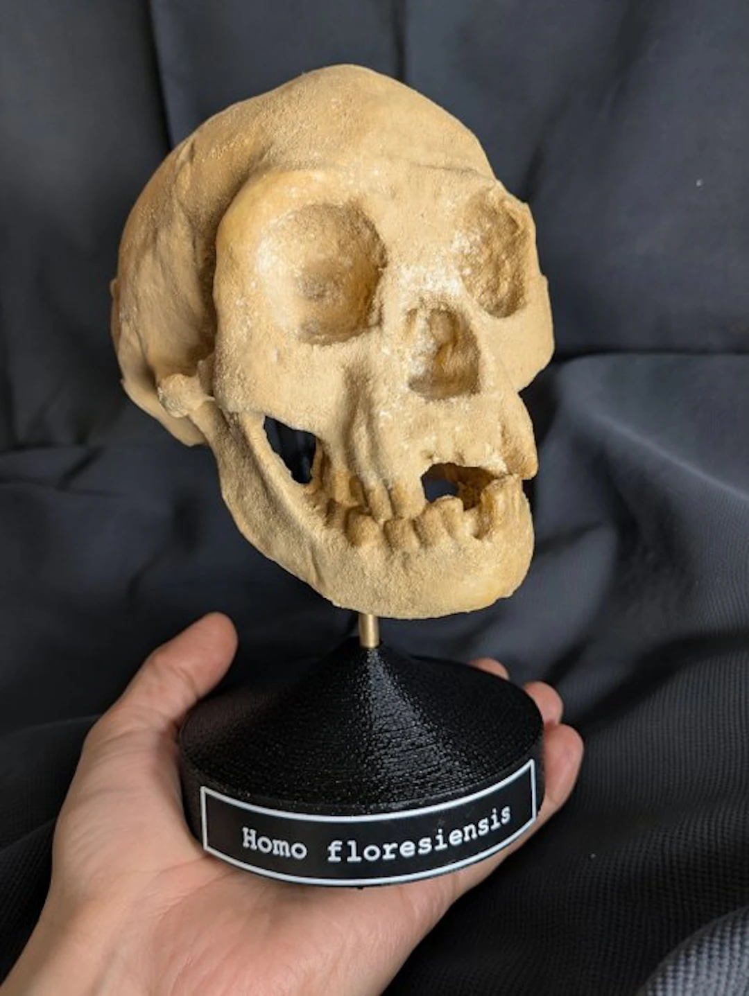 Fossil skull - Homo floresiensis « the Hobbit »...