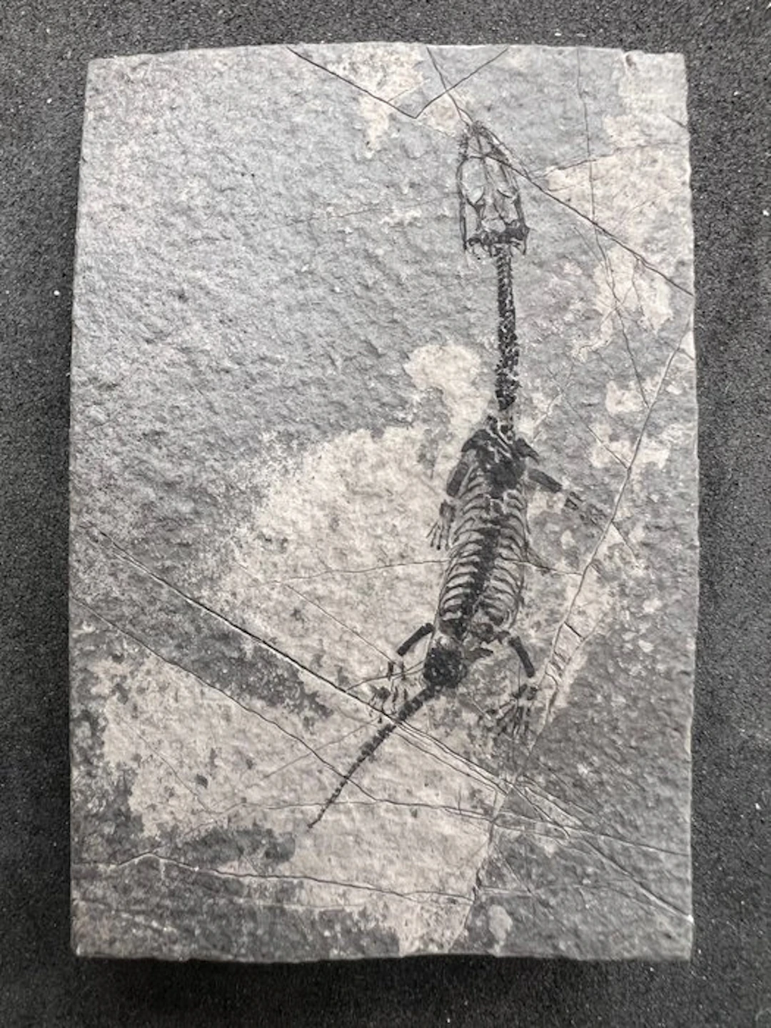Marine reptile - Fossilised animal - Fossile de...