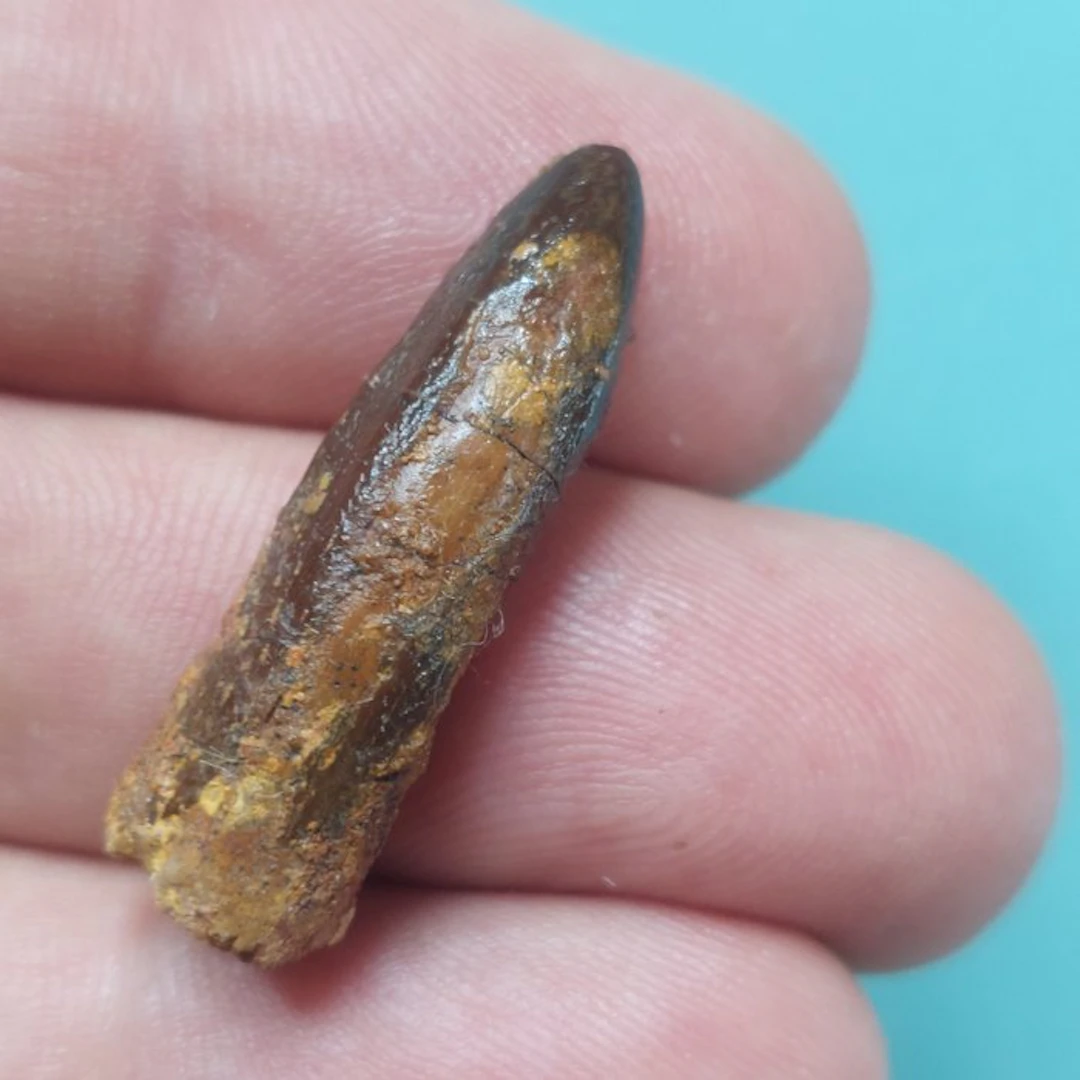 Rare tooth from Rebbachisaurus