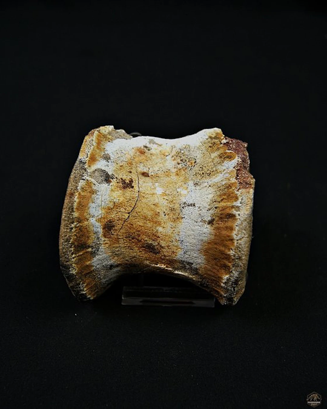 Dinosaur - Fossil vertebra bone - Spinosaurus aegyptiacus