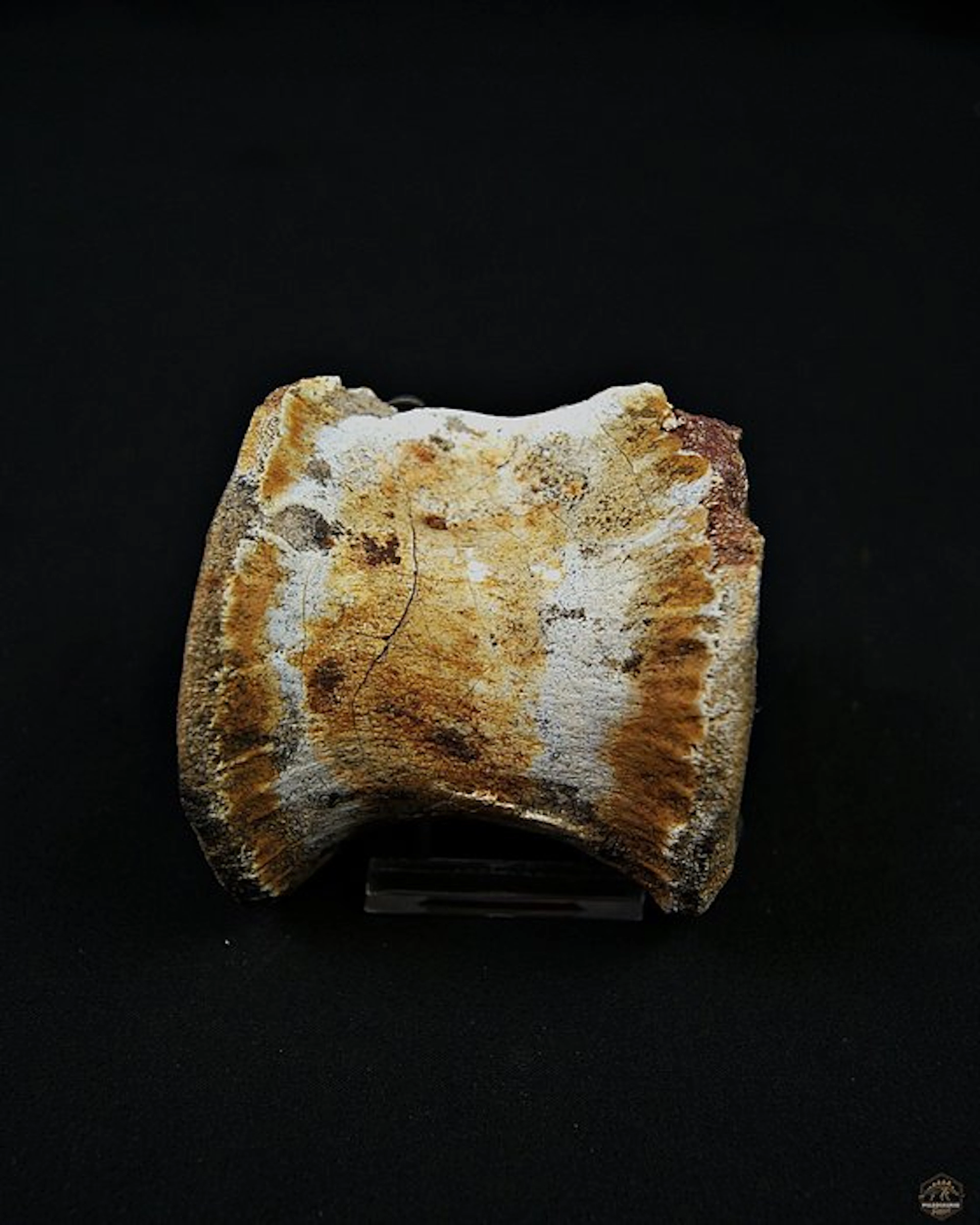 Dinosaur - Fossil vertebra bone - Spinosaurus aegyptiacus