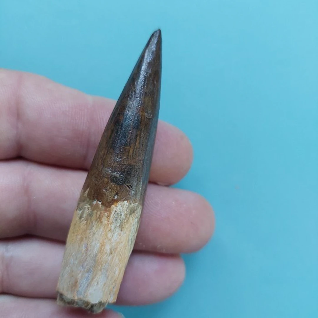 Spinosaur - Fossil tooth - 75 mm - 20 mm
