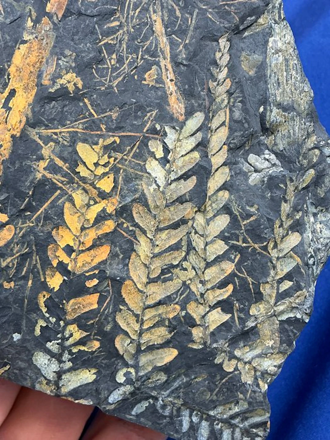 Amazing colourful plant fossil - Fossilised plant - Neuropteris sp