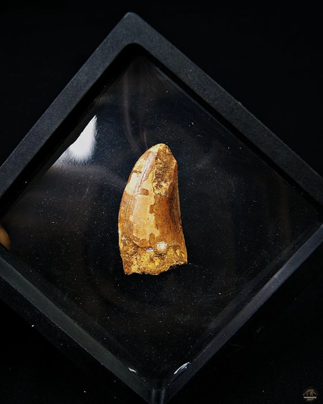 Dinosaur - Fossil tooth - Carcharodontosaurus saharicus