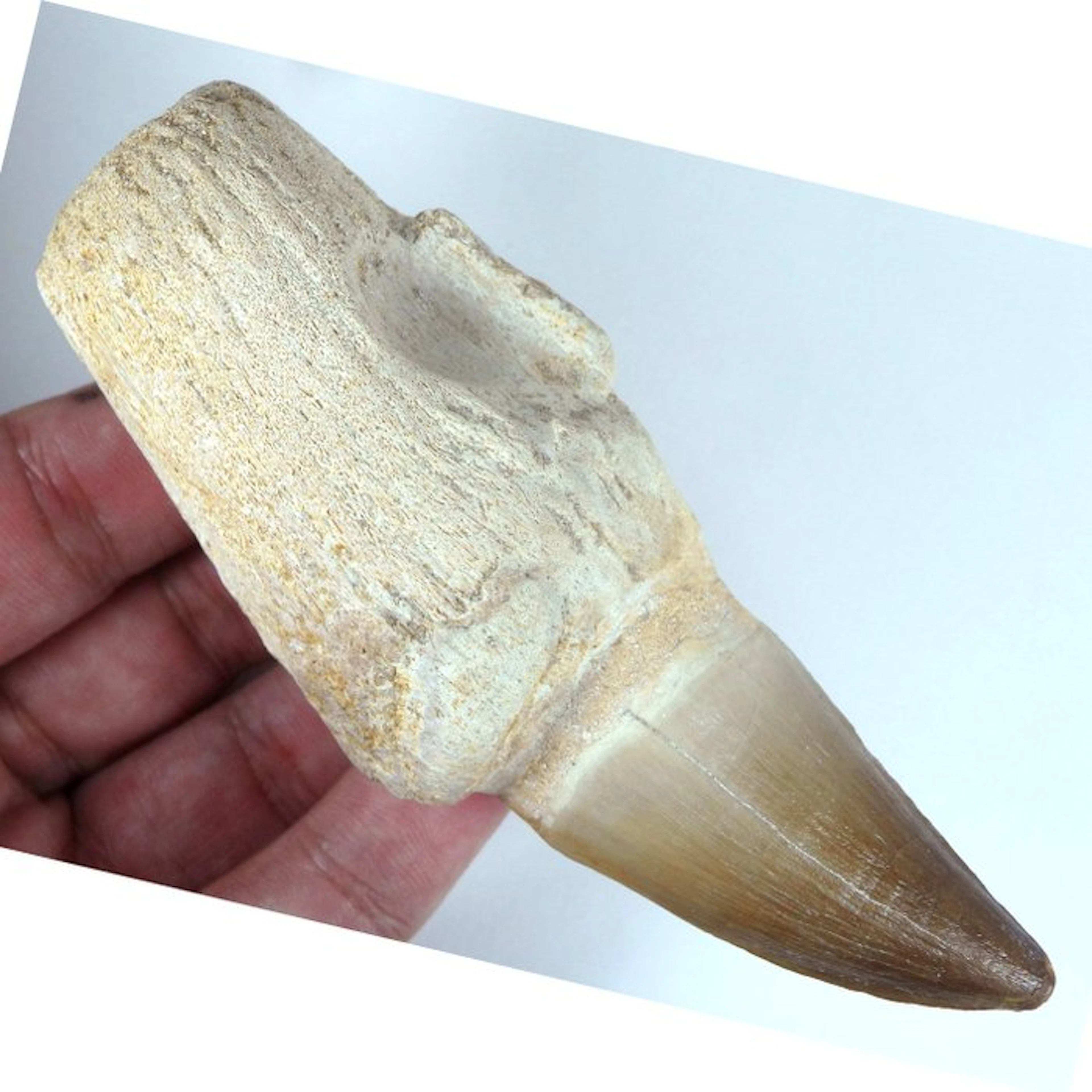 Mosasaurus tooth - Fossil tooth - Prognathodon giganteous...