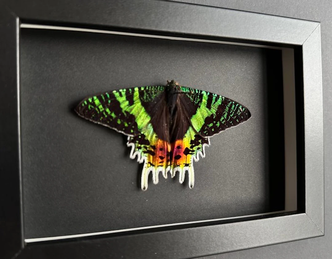 Butterfly Taxidermy full body mount - Urania Ripheus...