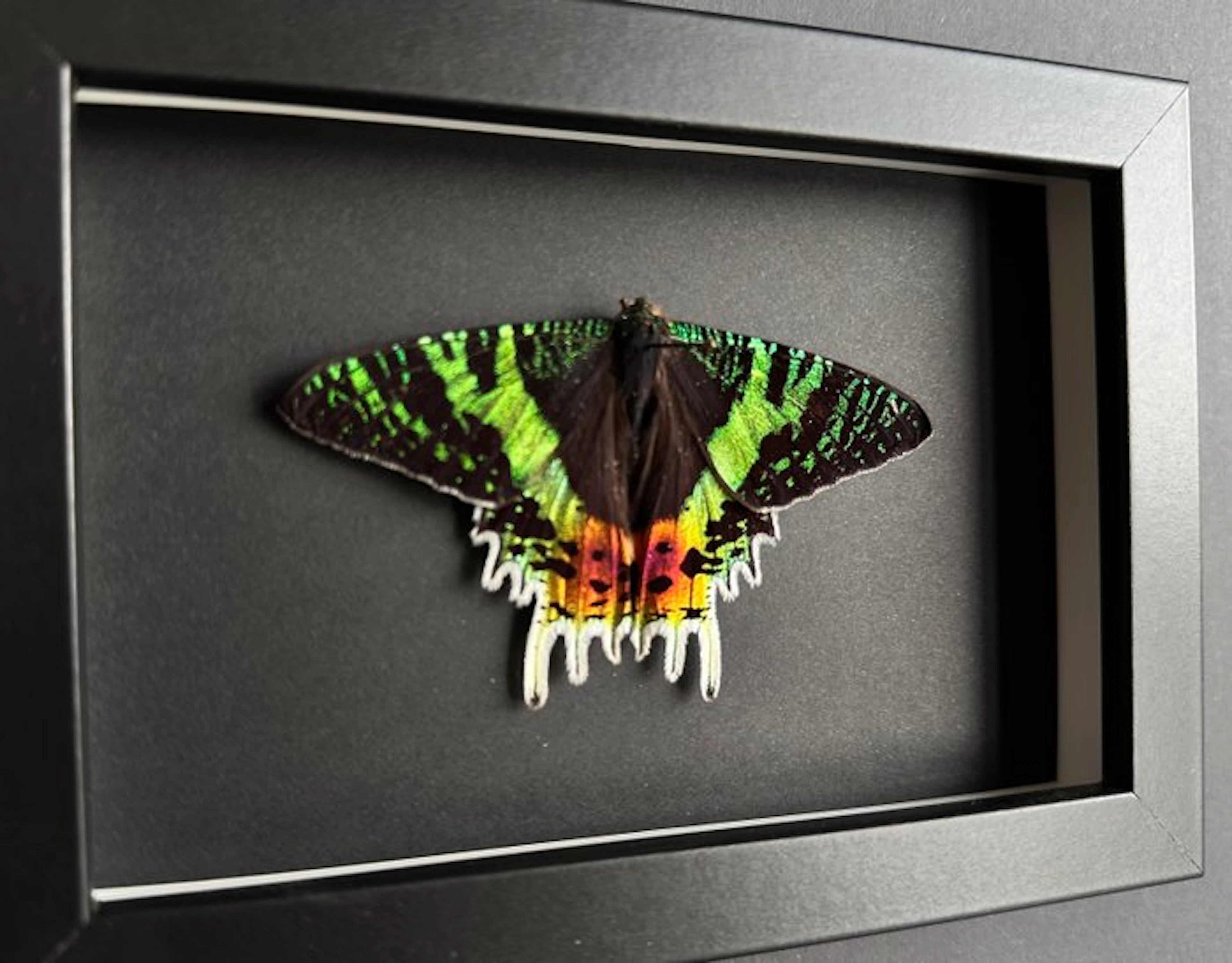 Butterfly Taxidermy full body mount - Urania Ripheus...
