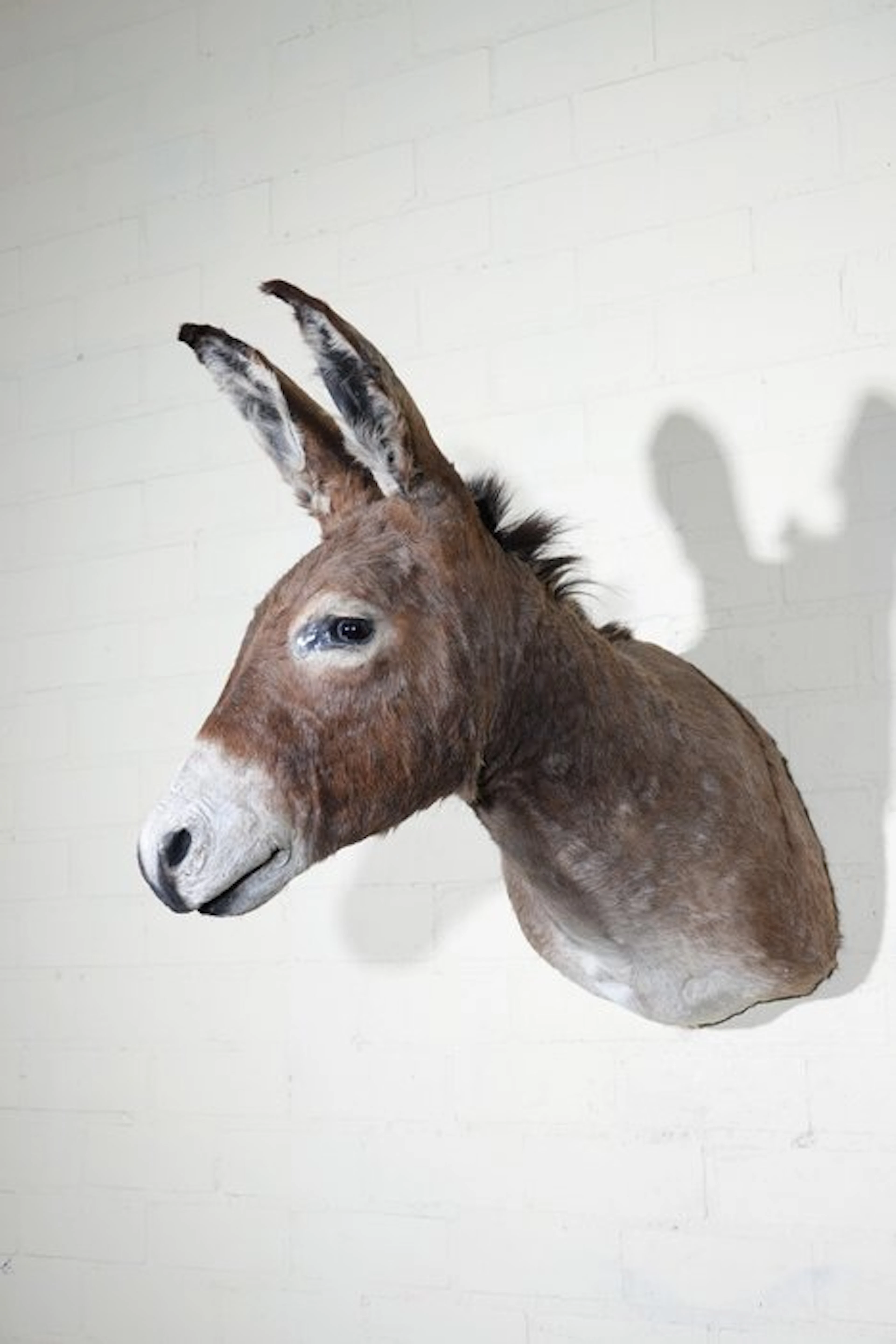 African Wild Donkey Taxidermy wall mount - Equus...