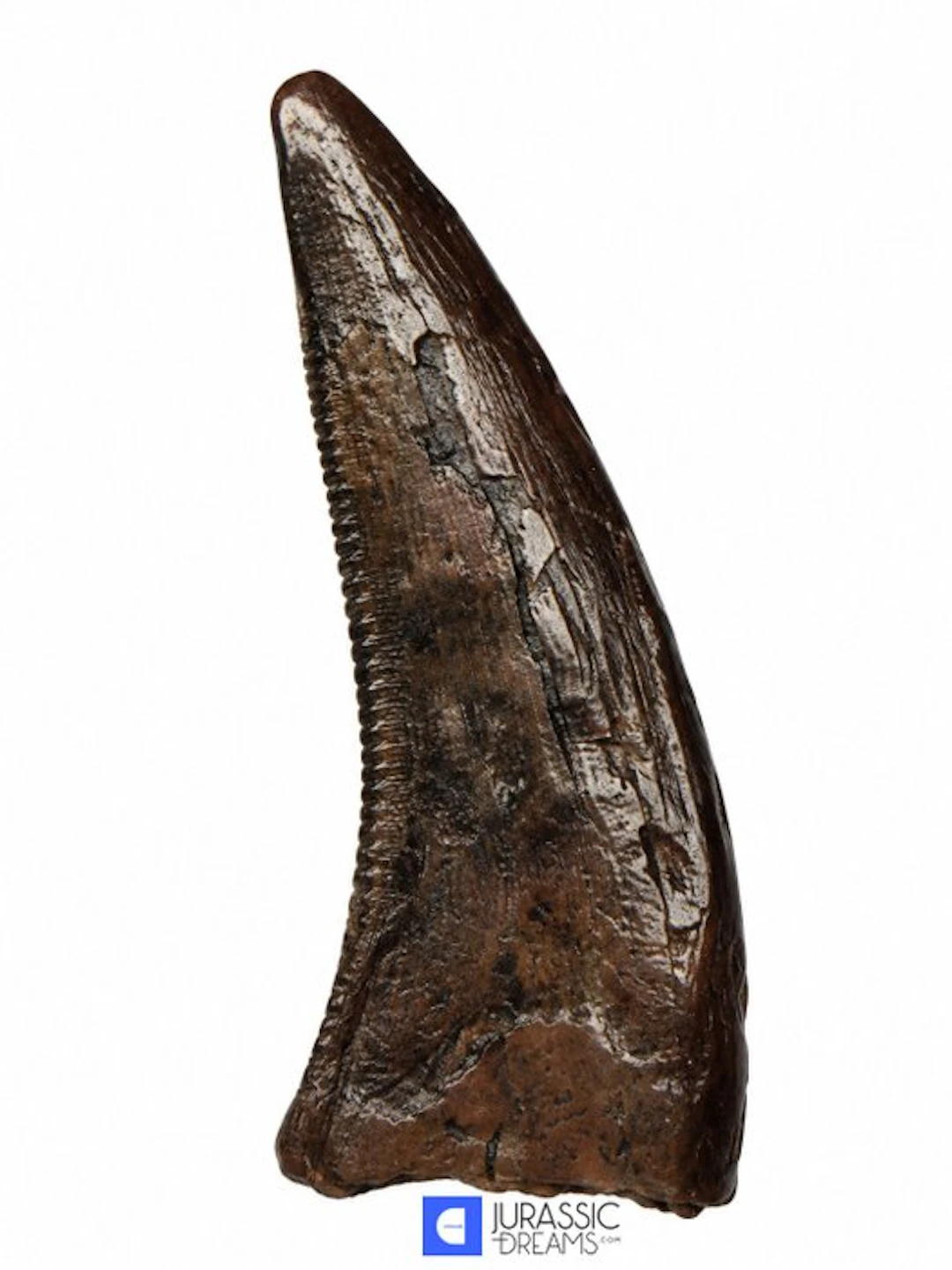 Tyrannosaur Dinosaur Tooth - Nanotyrannus sp - Late...