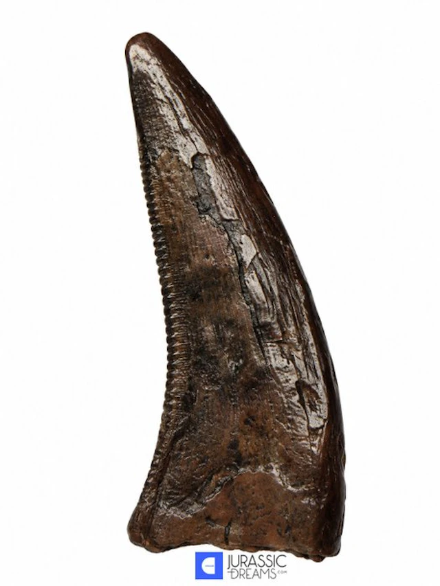 Tyrannosaur Dinosaur Tooth - Nanotyrannus sp - Late...