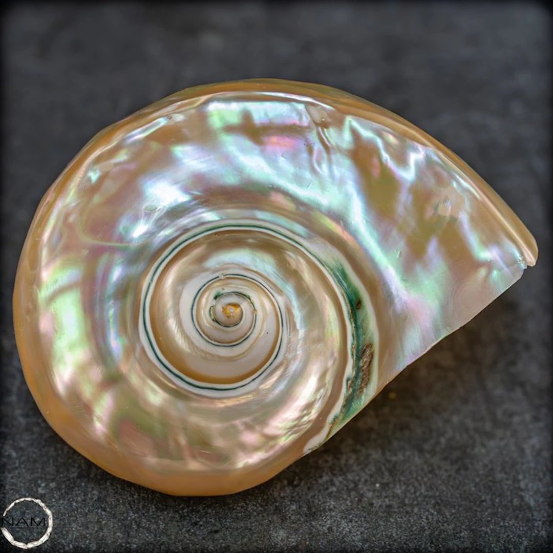 Natural polished Turbo shell – Shimmering mother-of-pearl...