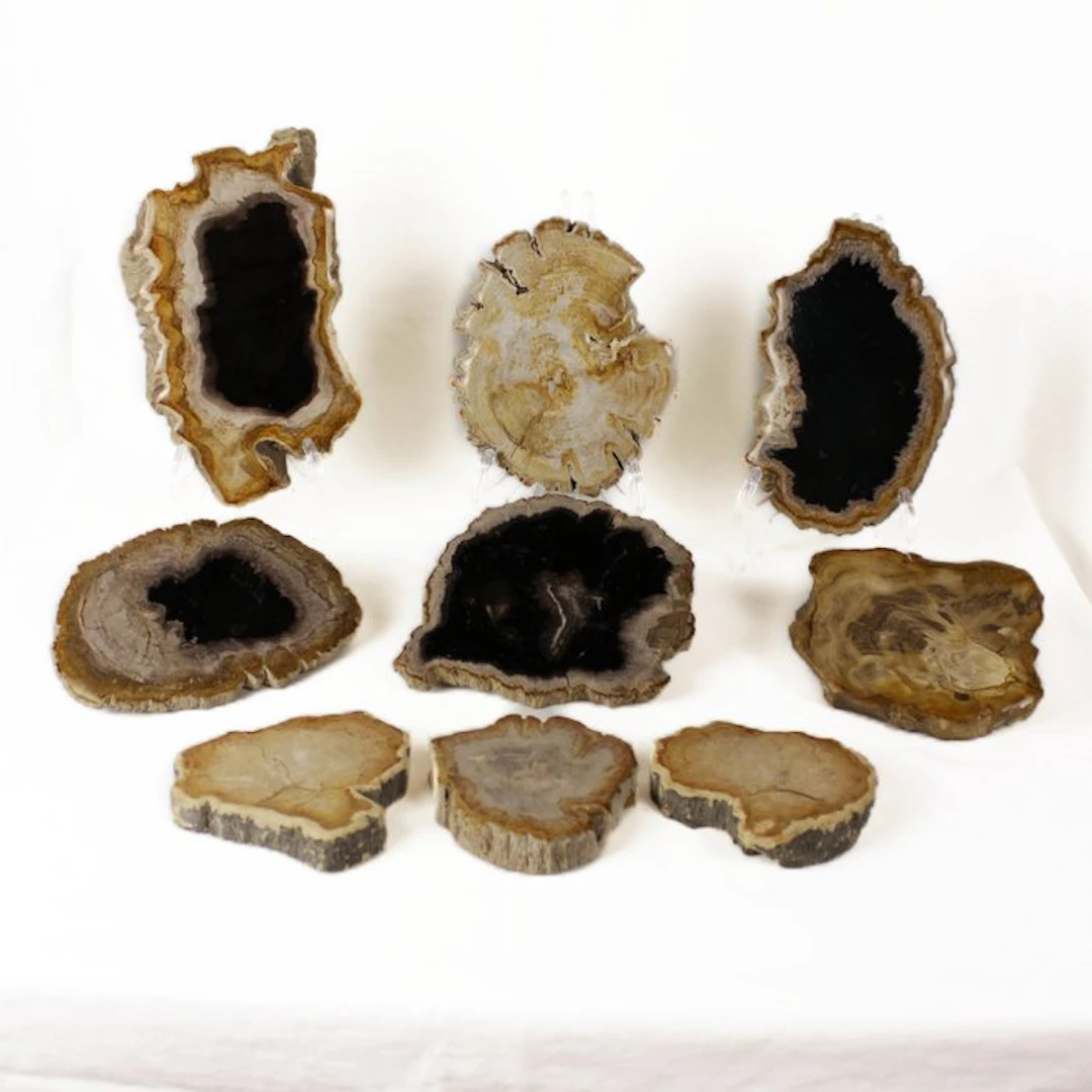 Petrified wood slices - Fossilised wood - Dipterocarpus (No reserve price)