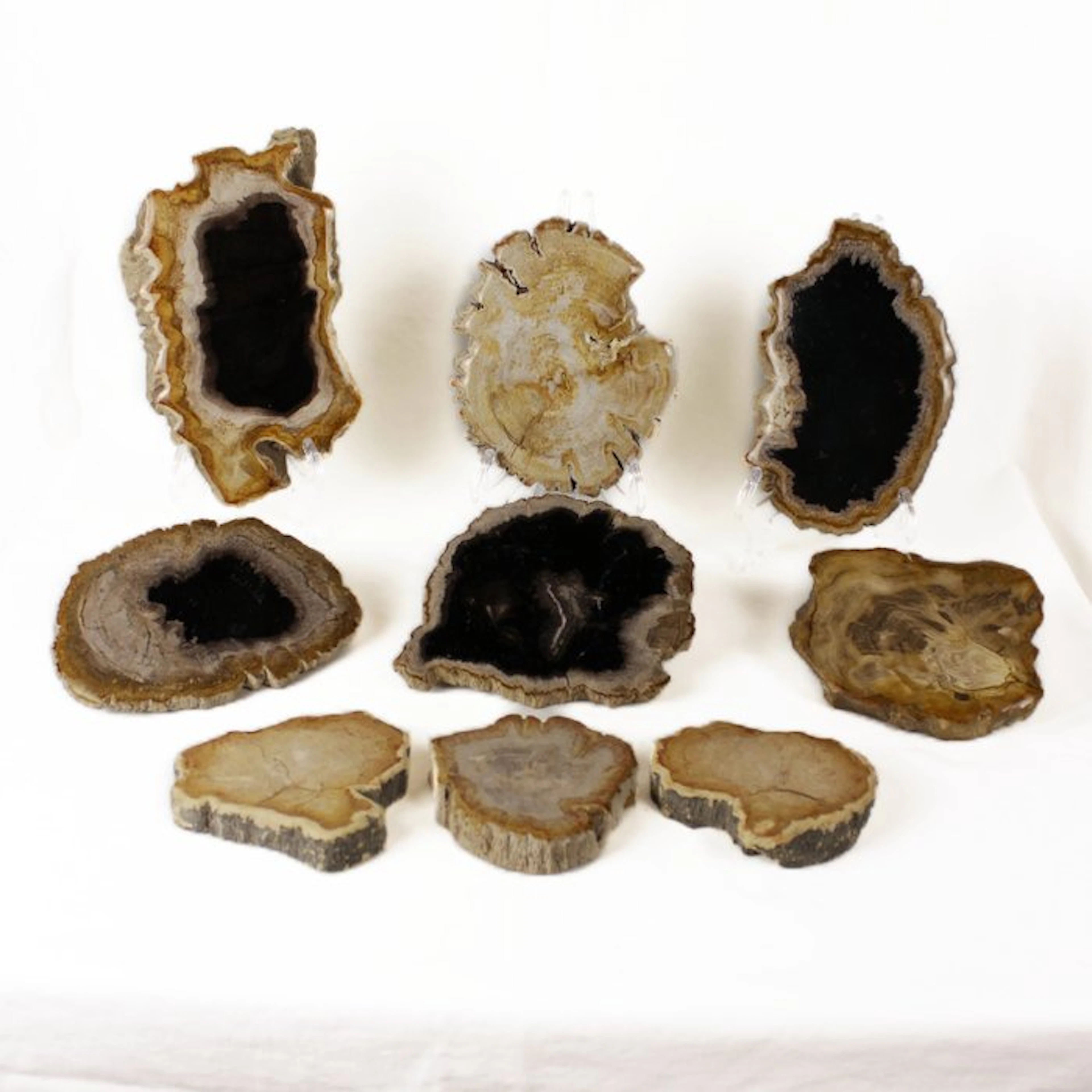Petrified wood slices - Fossilised wood - Dipterocarpus (No reserve price)