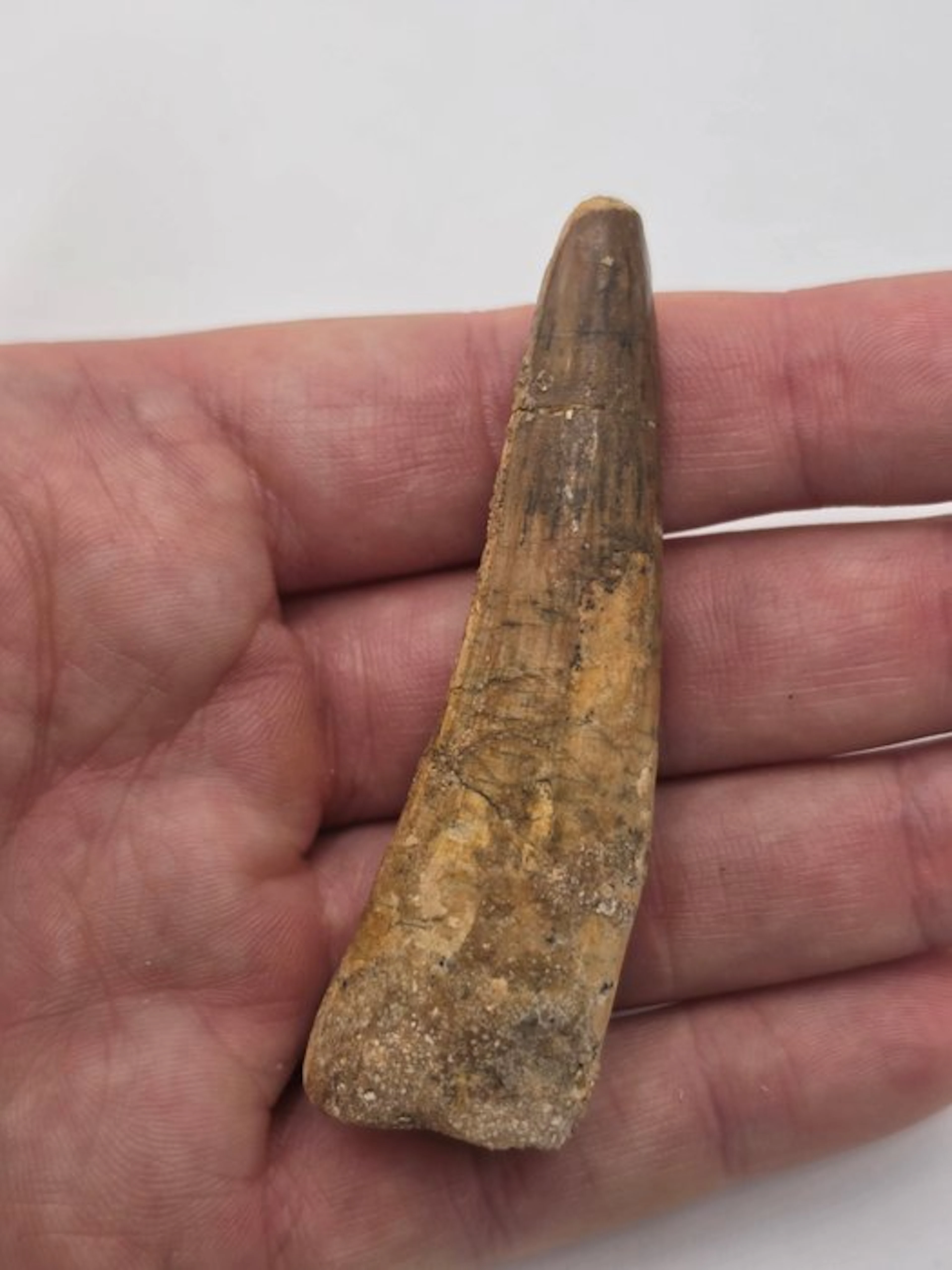 Spinosaur - Fossil tooth - Spinosaur Aegyptiacus - 7 cm (No reserve price)