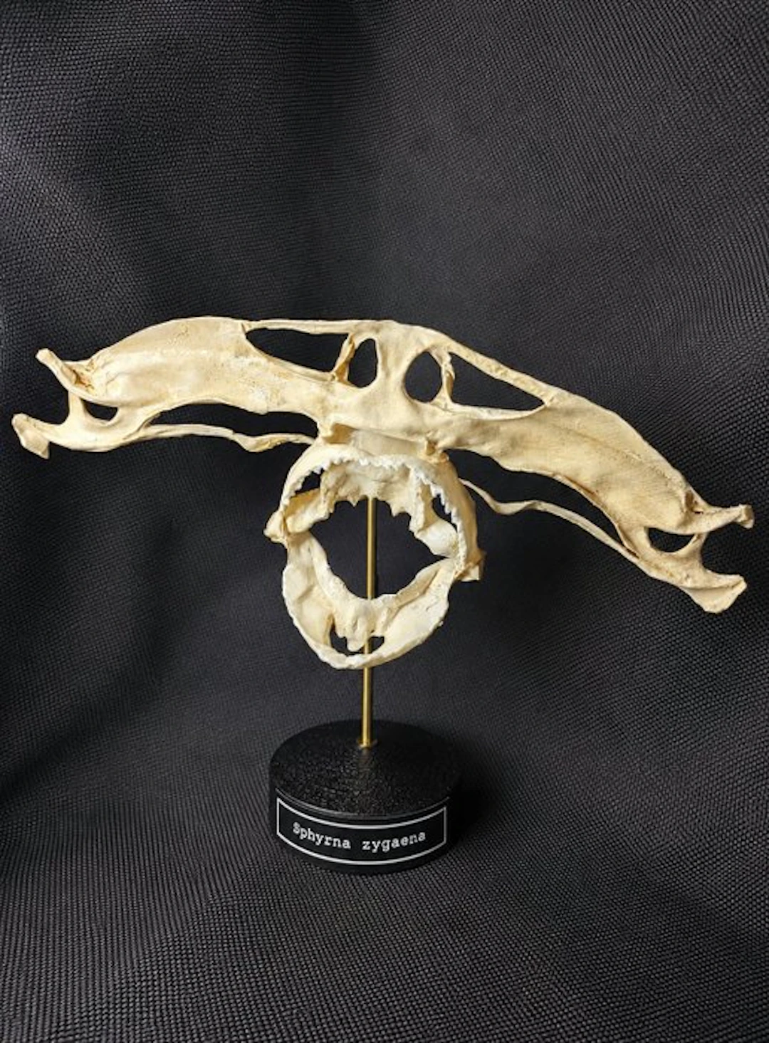 Scalloped Hammerhead Shark Skull - (Sphyrna zygaena)...