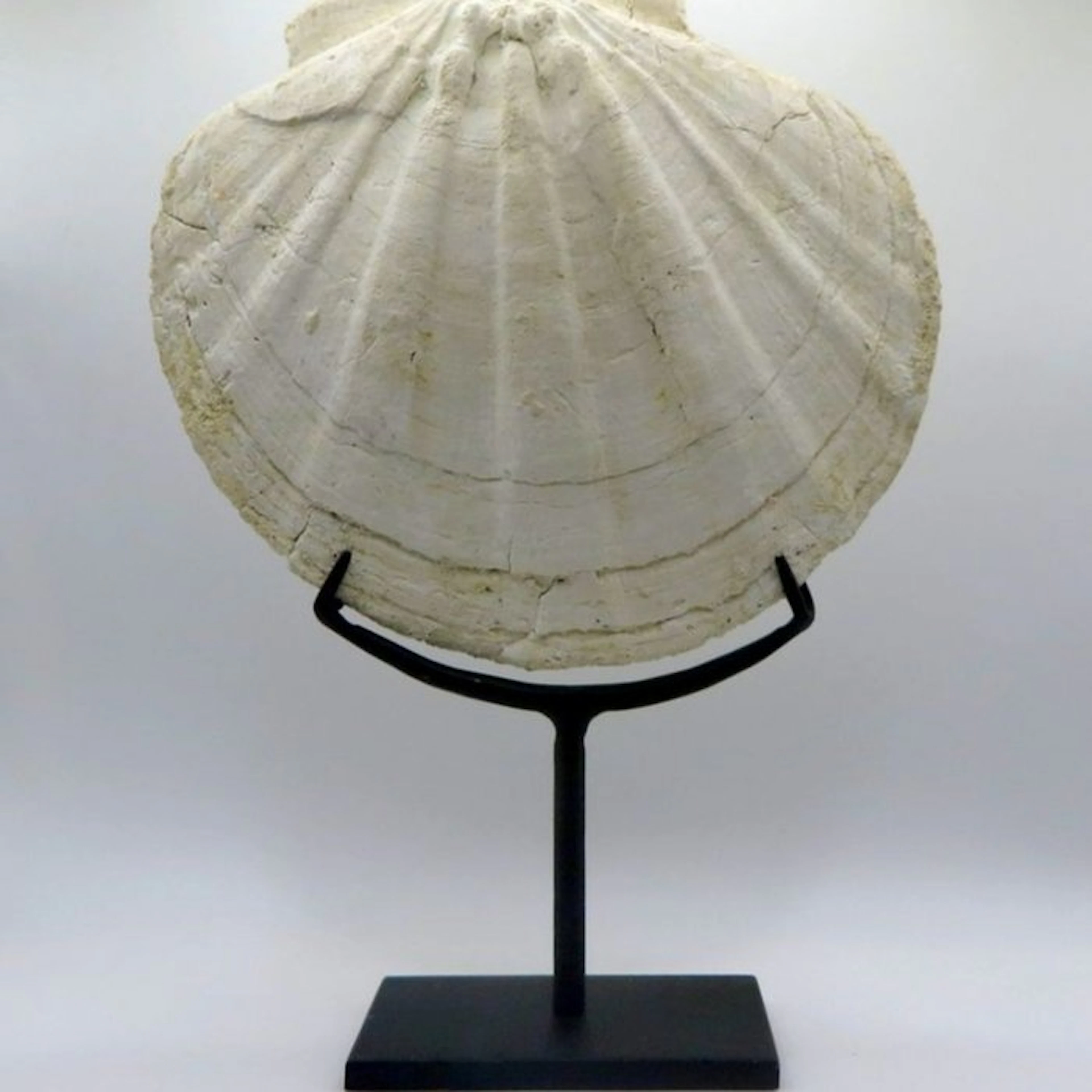 Fossil skeleton - 16 cm - 15.5 cm