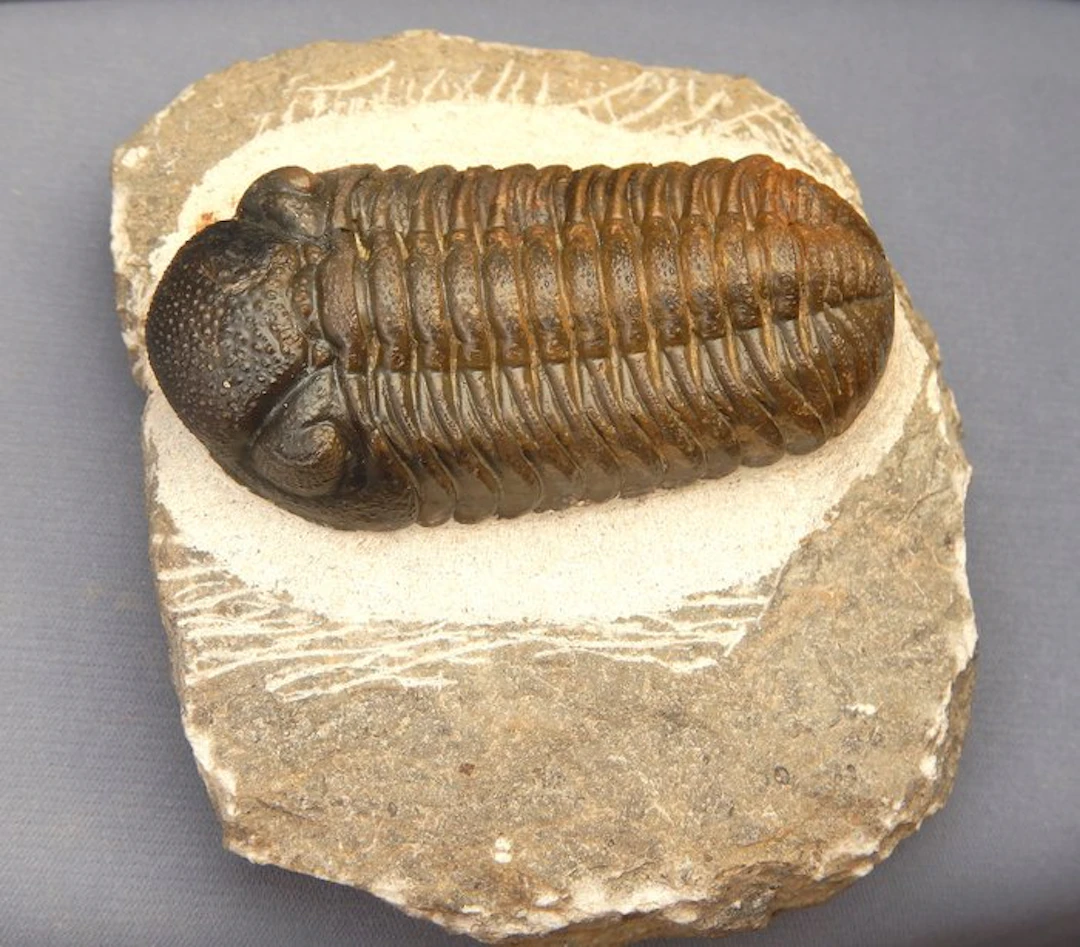 Trilobite - Fossilised animal - Barrandeops ovatus...