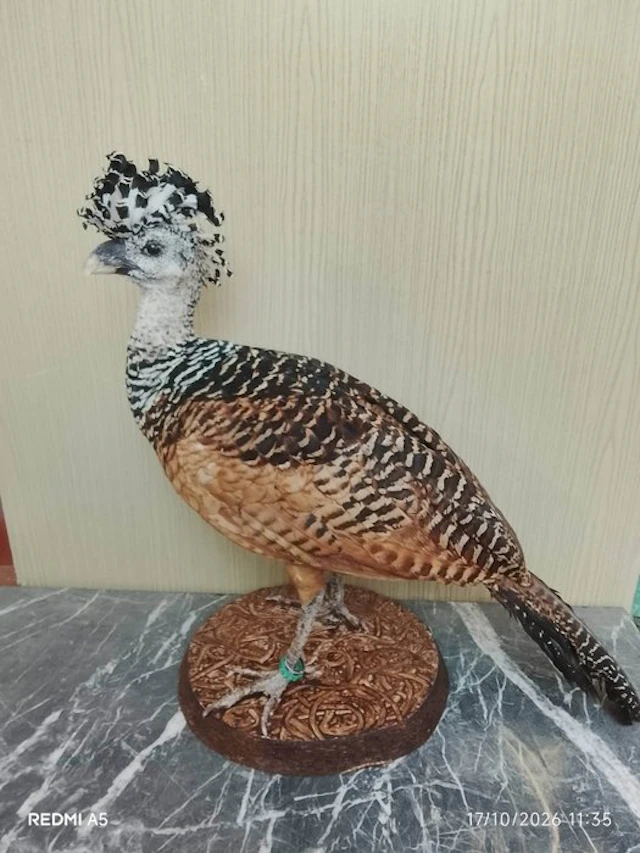 Crax rubra Taxidermy full body mount - Crax rubra - 65 cm...