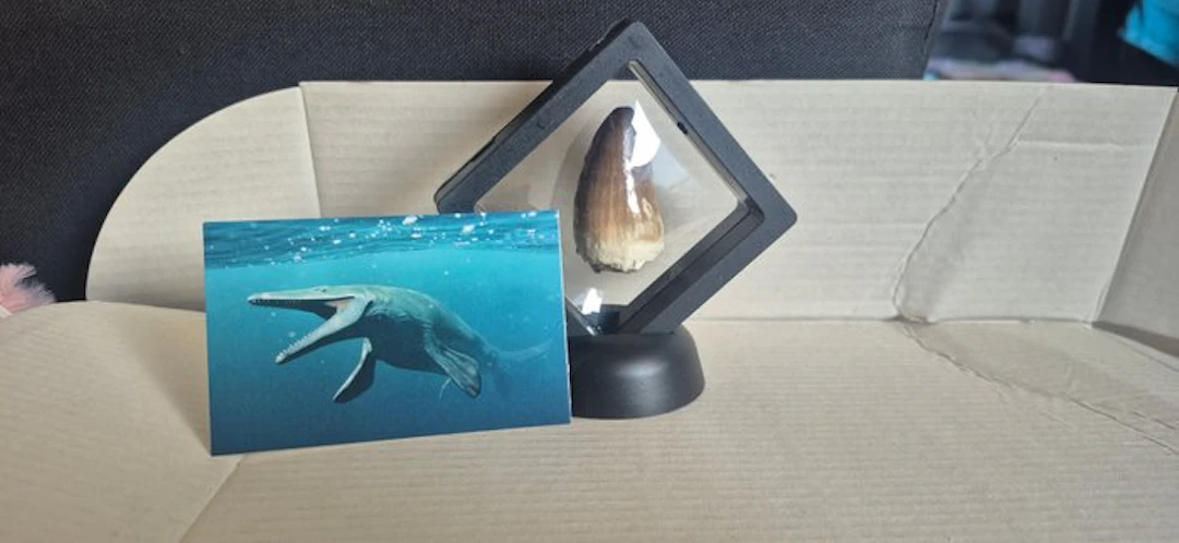 Mosasaur Tooth - Mosasaurus - 50 mm - 29 mm - 20 mm - (1)