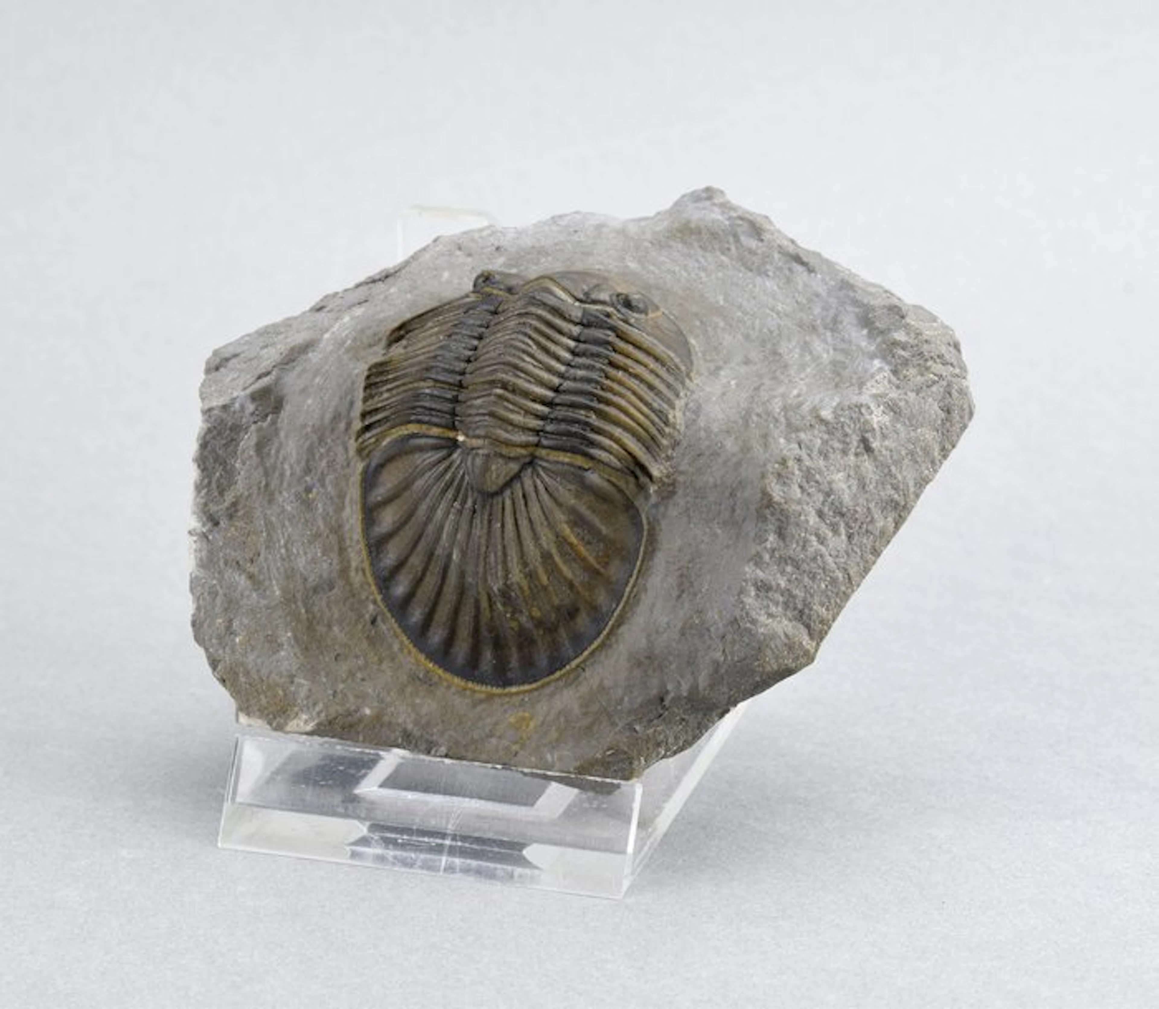 Trilobite - Fossilised animal - Scabriscutellum