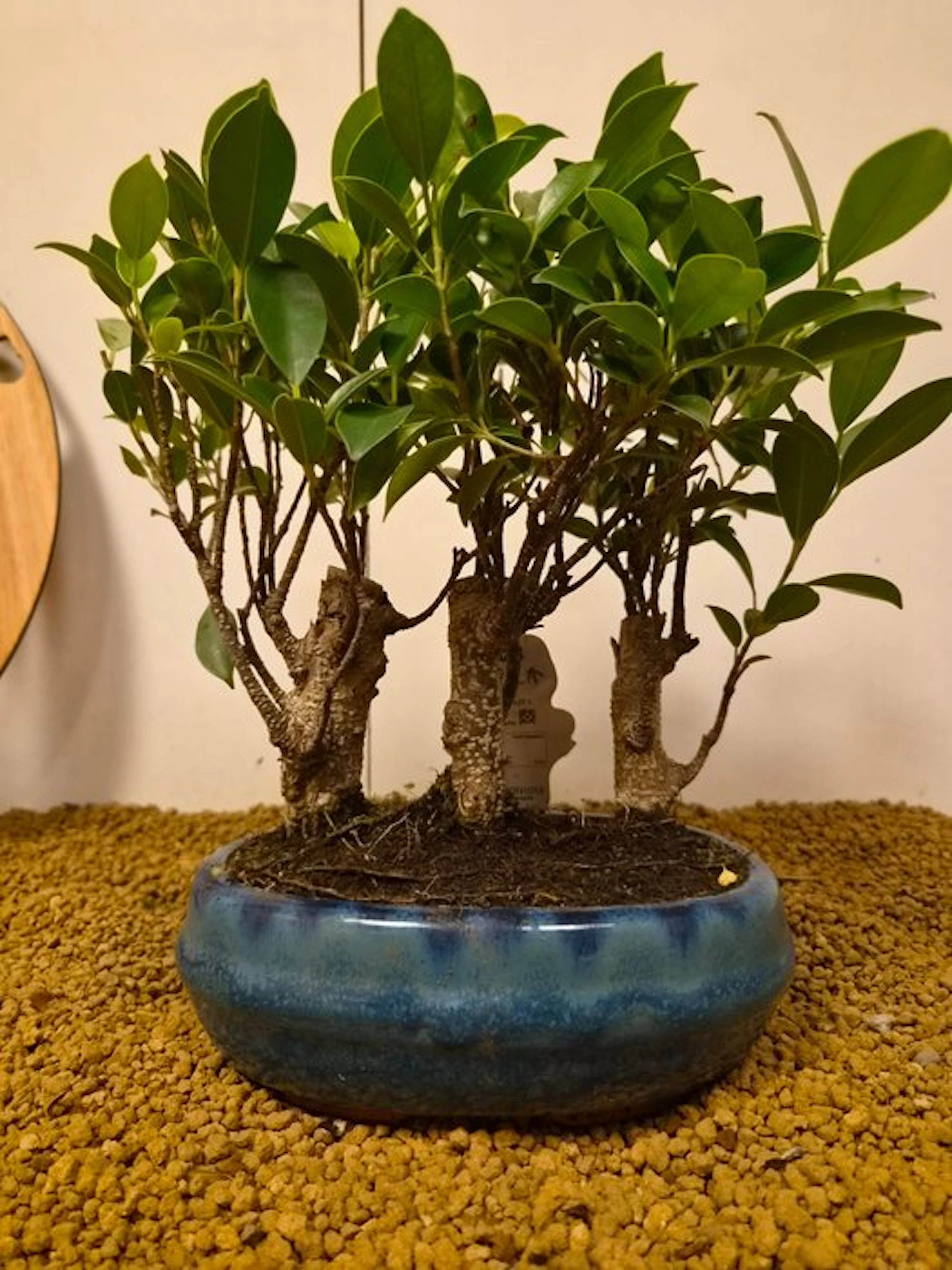 Fig tree bonsai (Ficus) - Height (Tree): 26 cm - Depth (Tree): 26 cm - Belgium