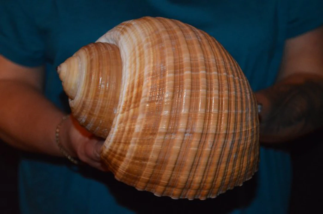 Sea Snail Sea shell - S-652 TONNA AMPULLACEA (No reserve price)