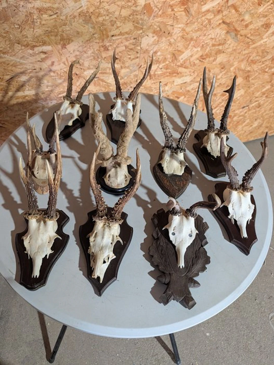 Roebuck Taxidermy wall mount - Capreolus capreolus - 33...