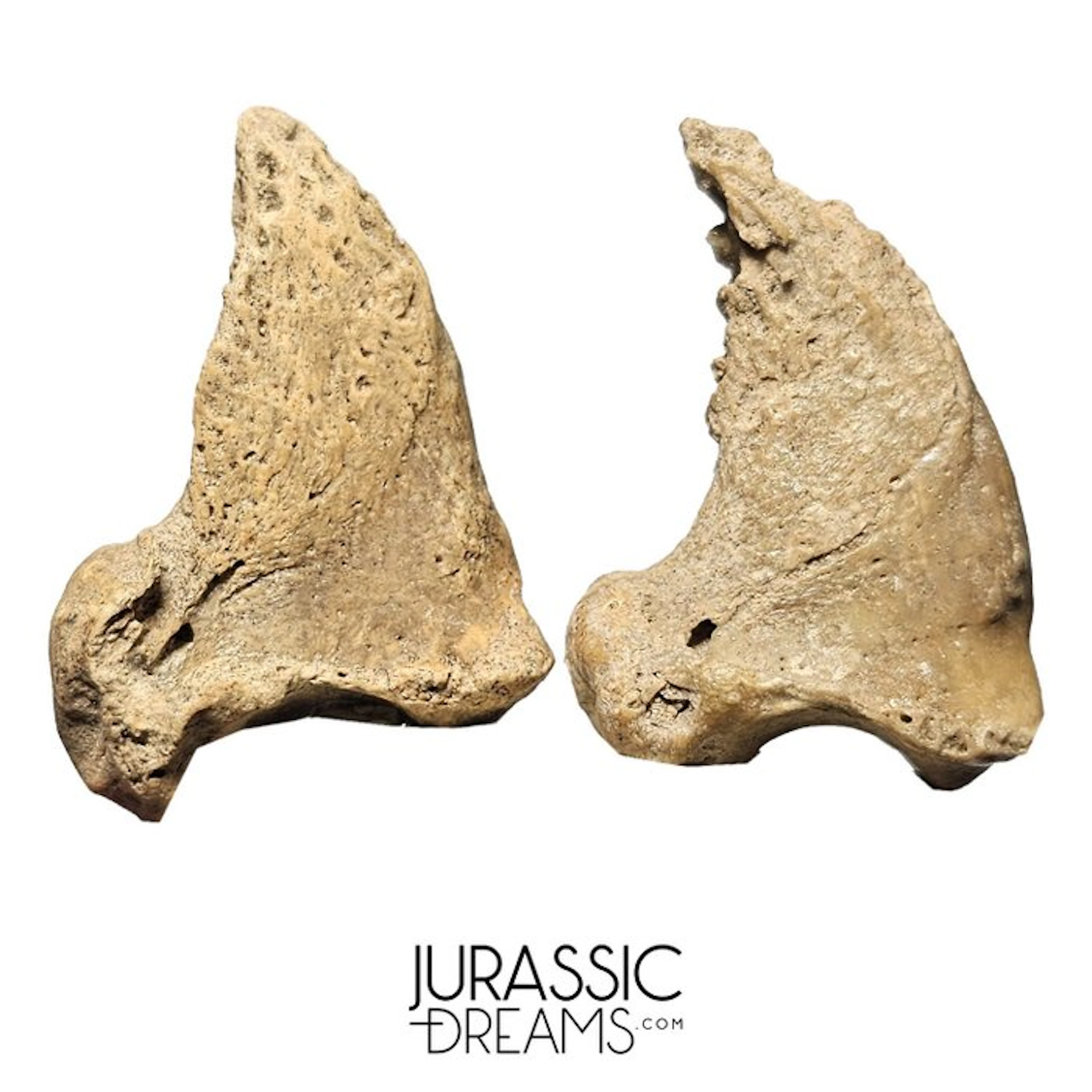 Set of 2 Amazing Huge Ice Age Cave Bear (Ursus spelaeus)...