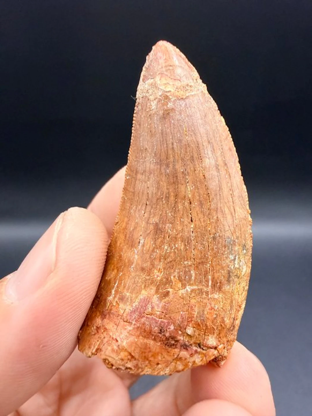 Dinosaur - Fossil tooth - carcharodontosaurus saharicus - 6.2 cm
