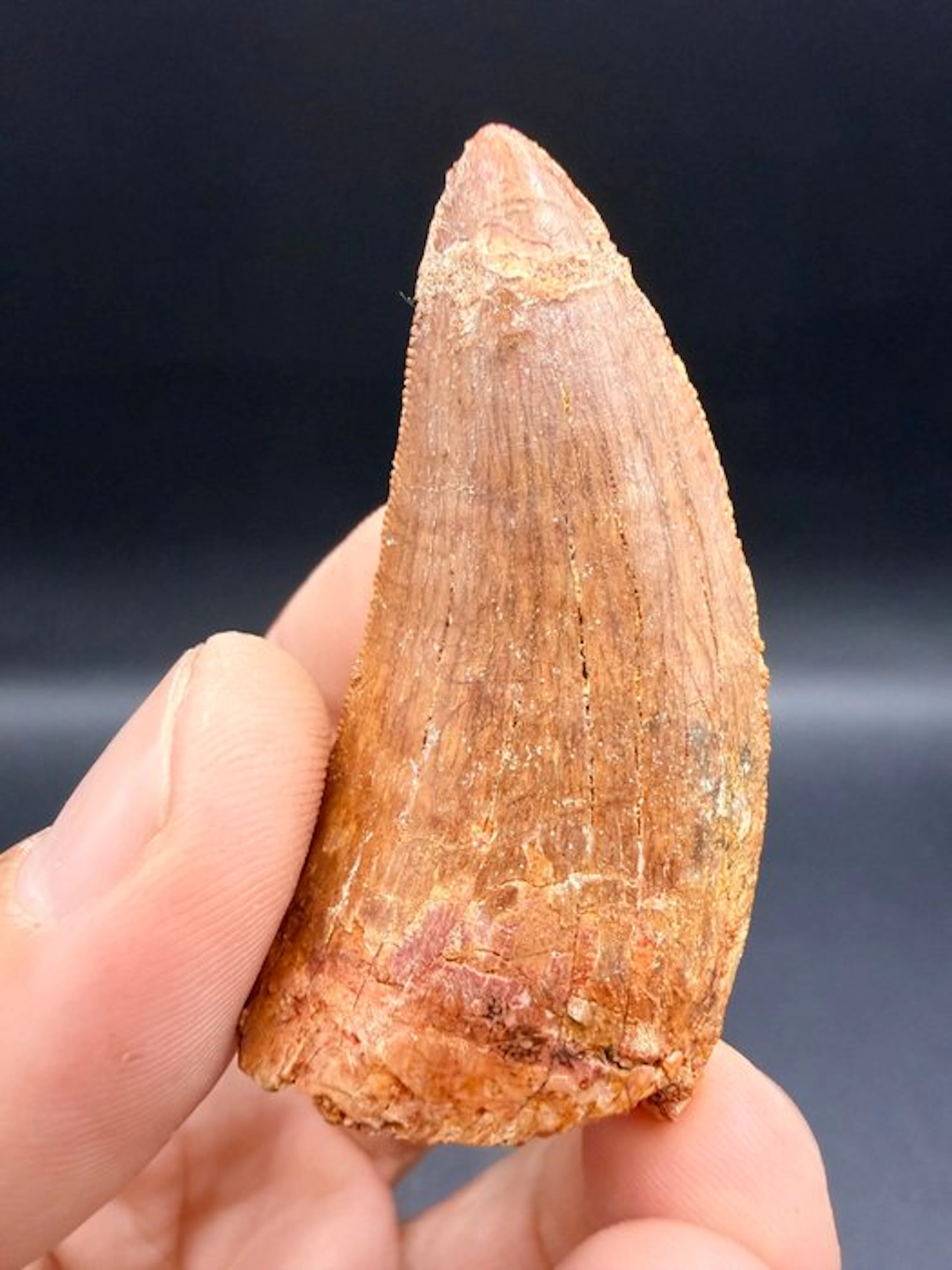 Dinosaur - Fossil tooth - carcharodontosaurus saharicus - 6.2 cm